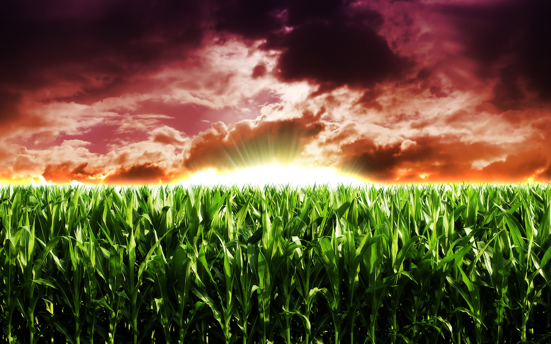 Cornfield Wallpapers