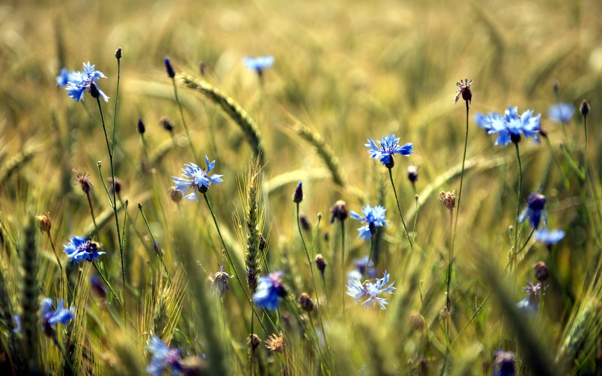 Cornflower Wallpapers