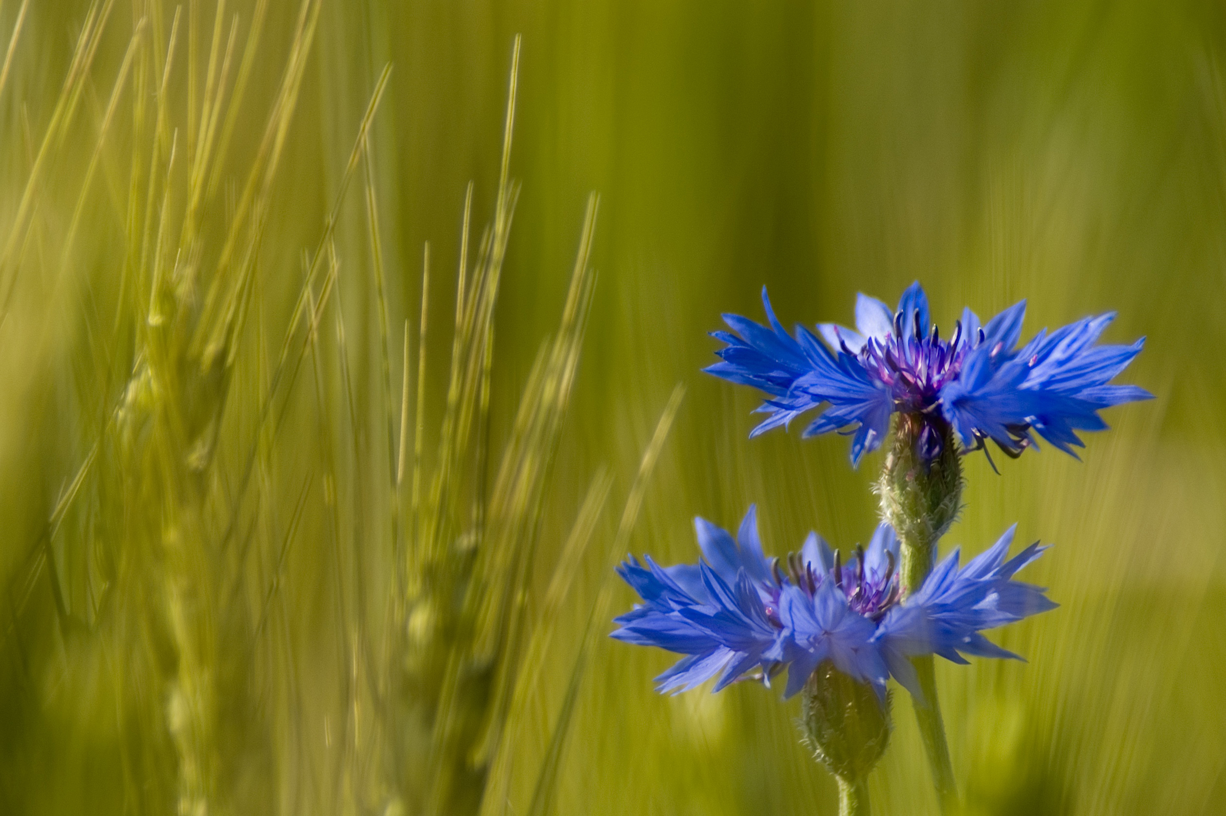 Cornflower Wallpapers