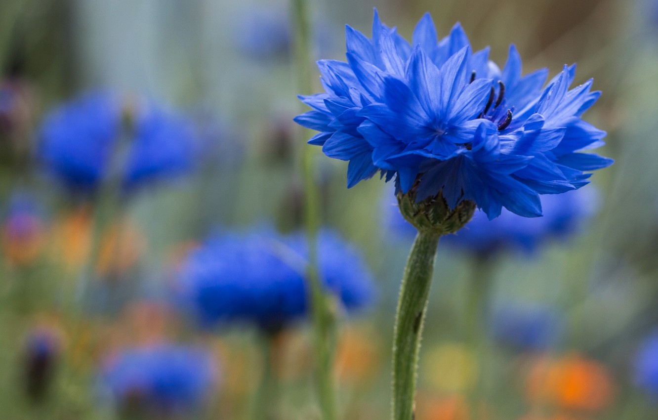 Cornflower Wallpapers