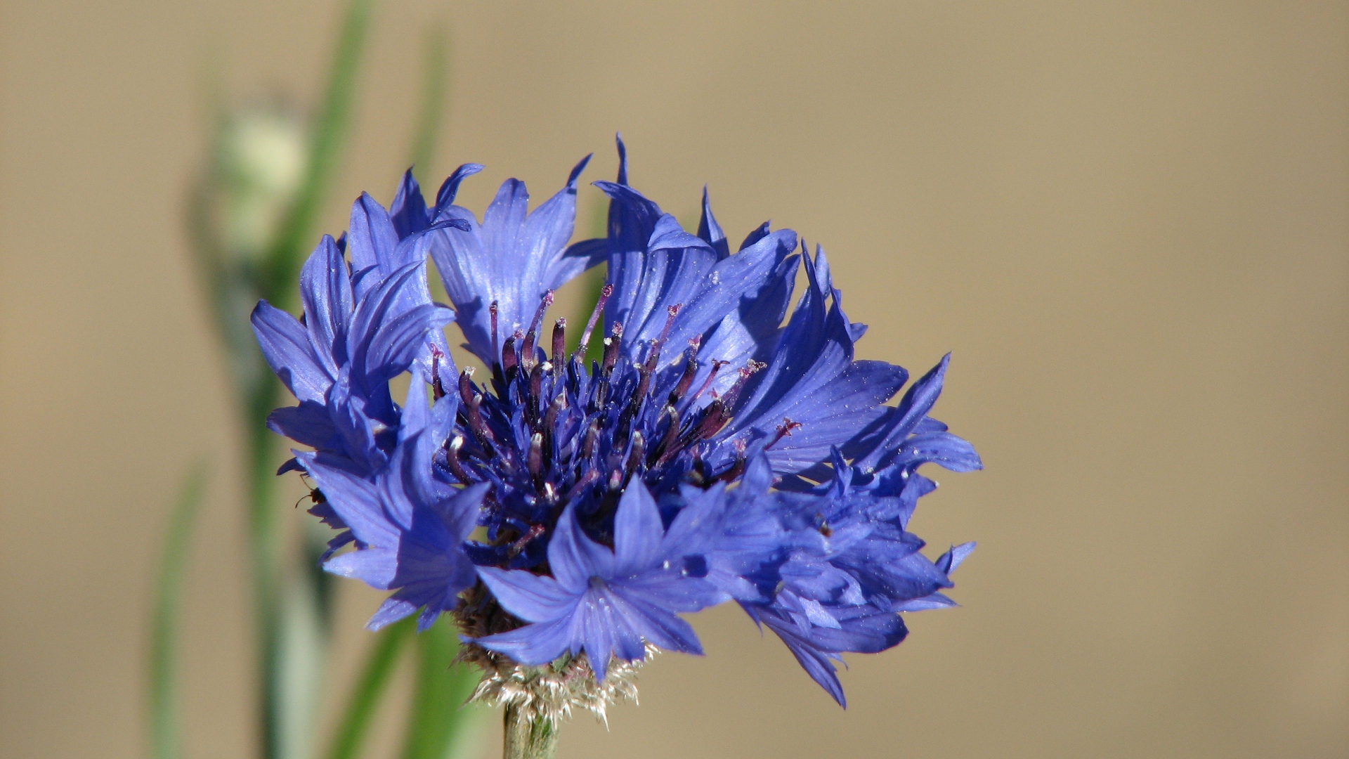 Cornflower Wallpapers