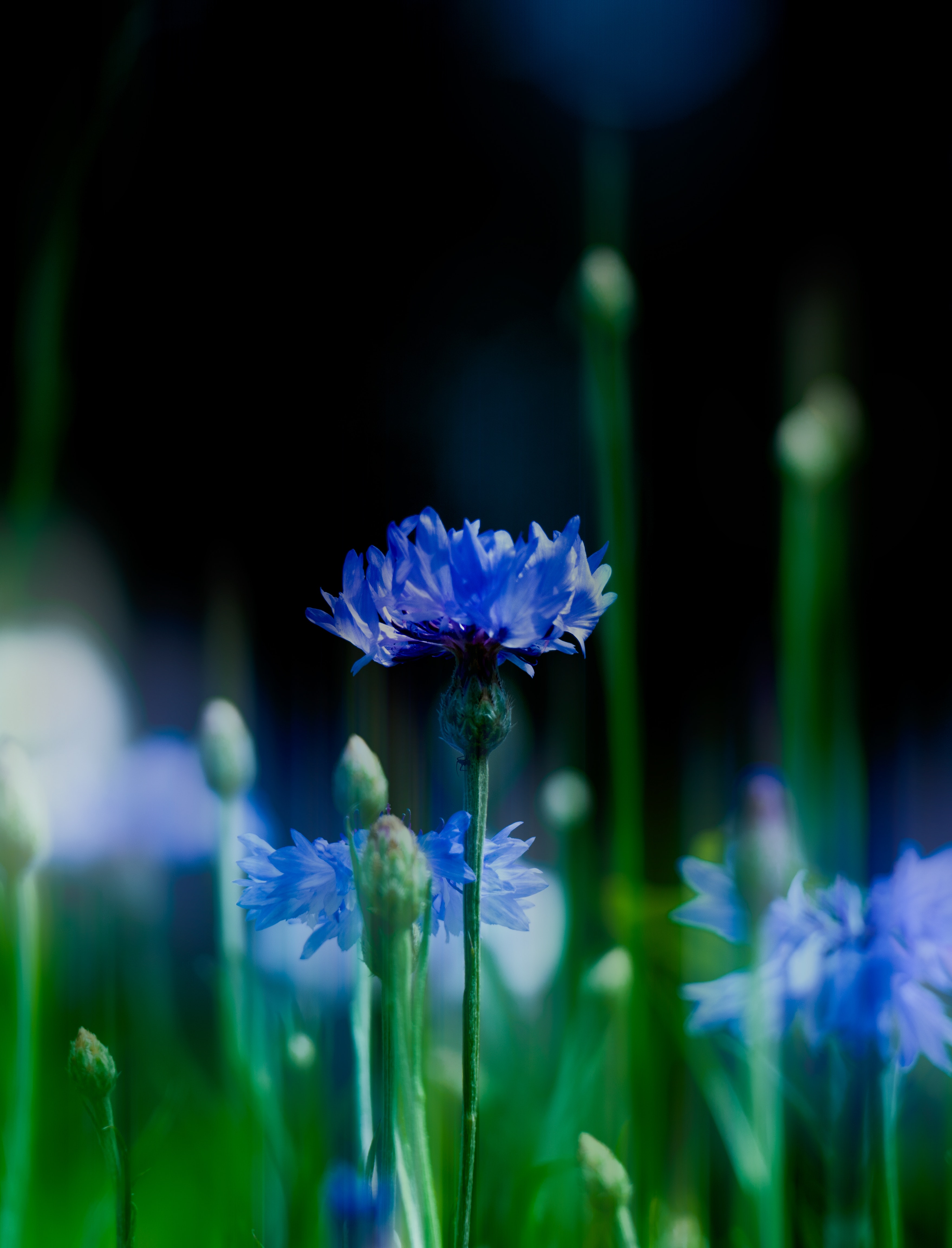 Cornflower Wallpapers