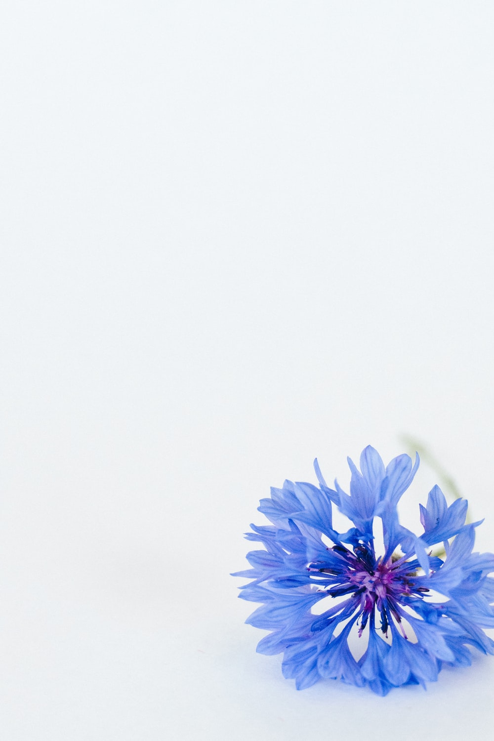 Cornflower Wallpapers