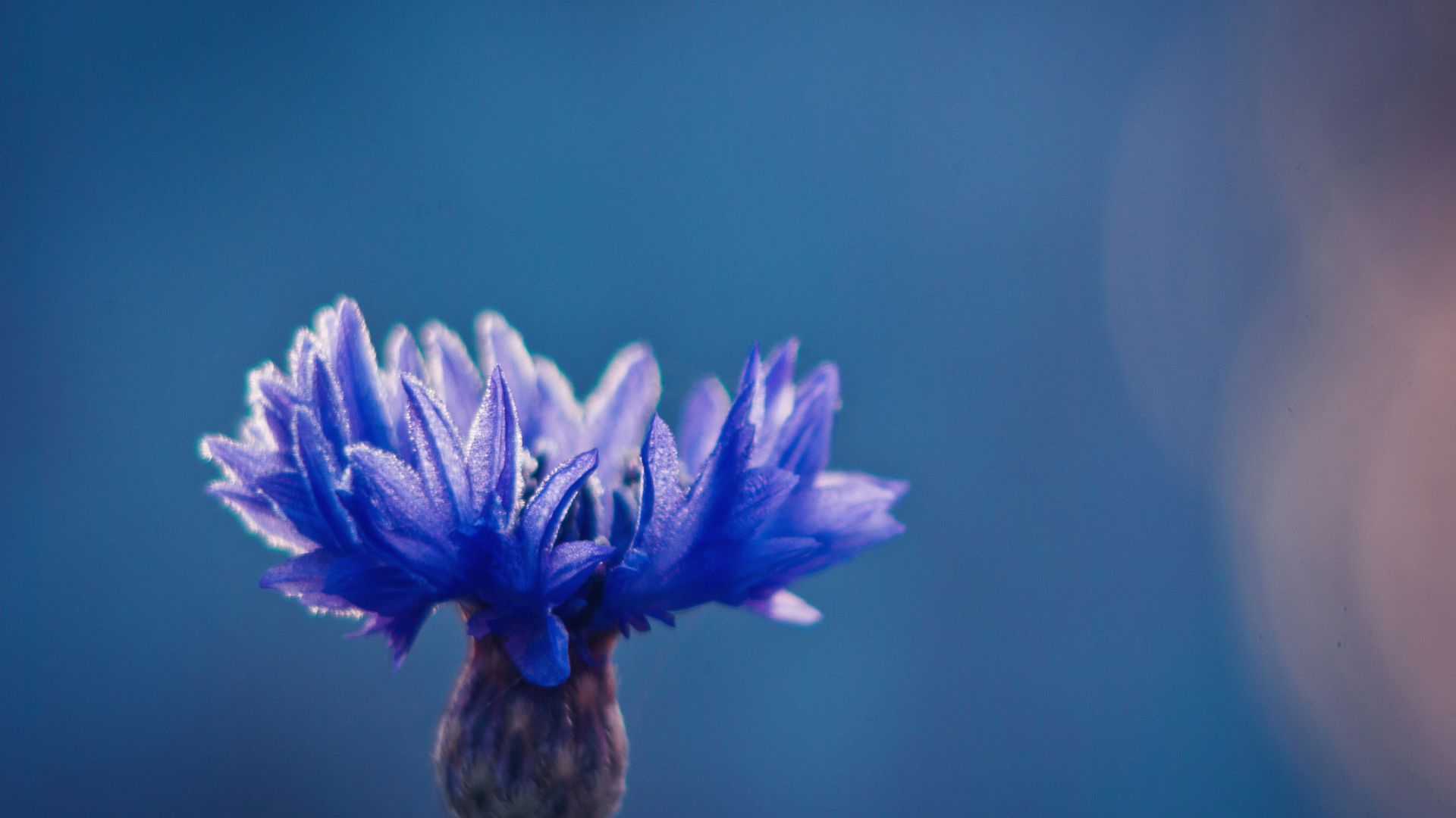 Cornflower Wallpapers