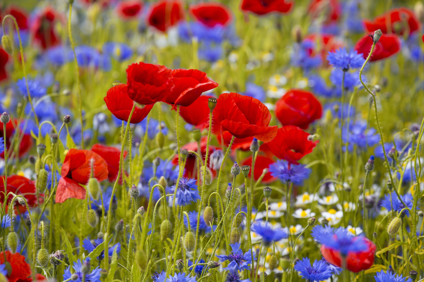 Cornflower Wallpapers