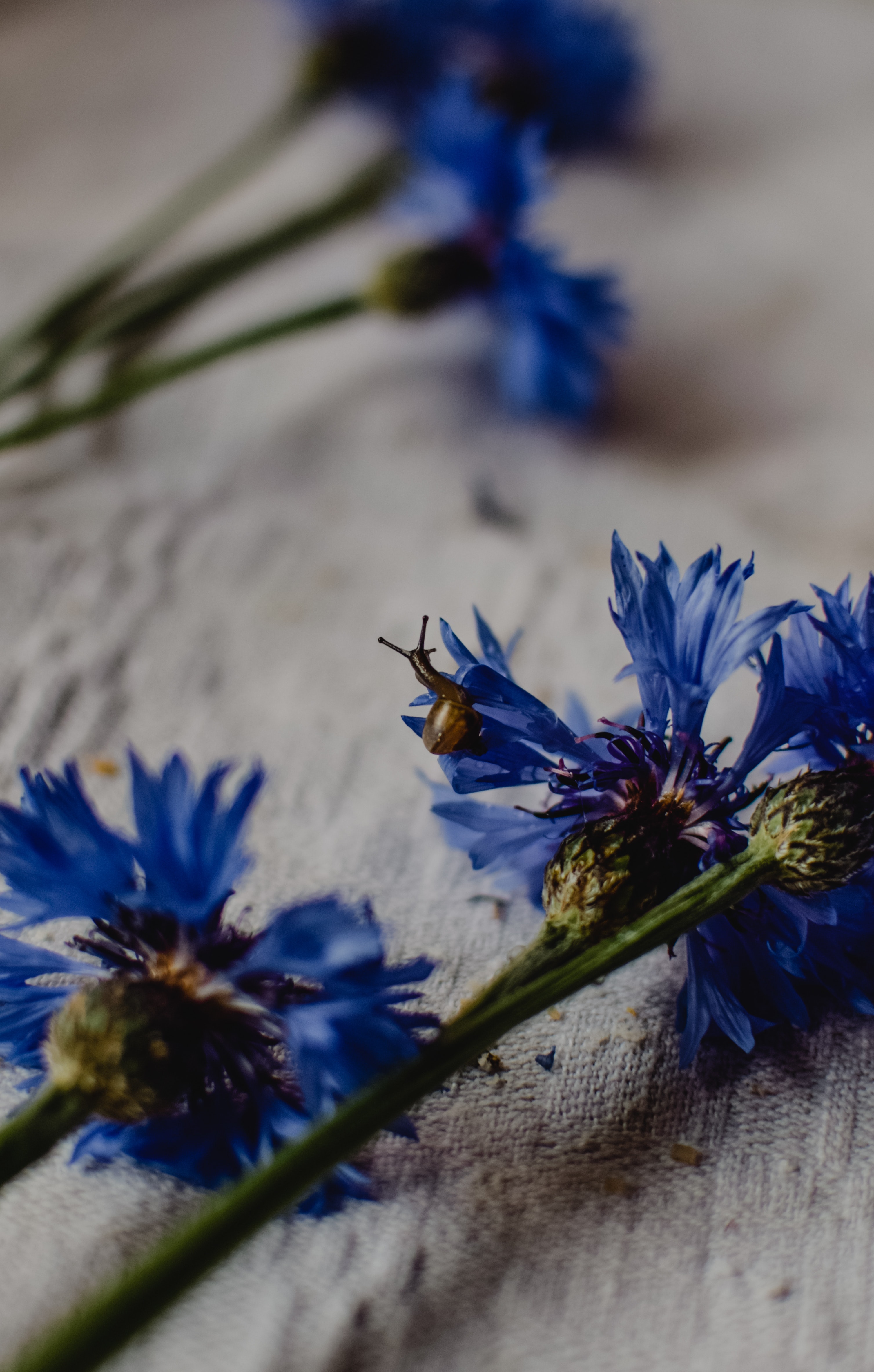 Cornflower Wallpapers