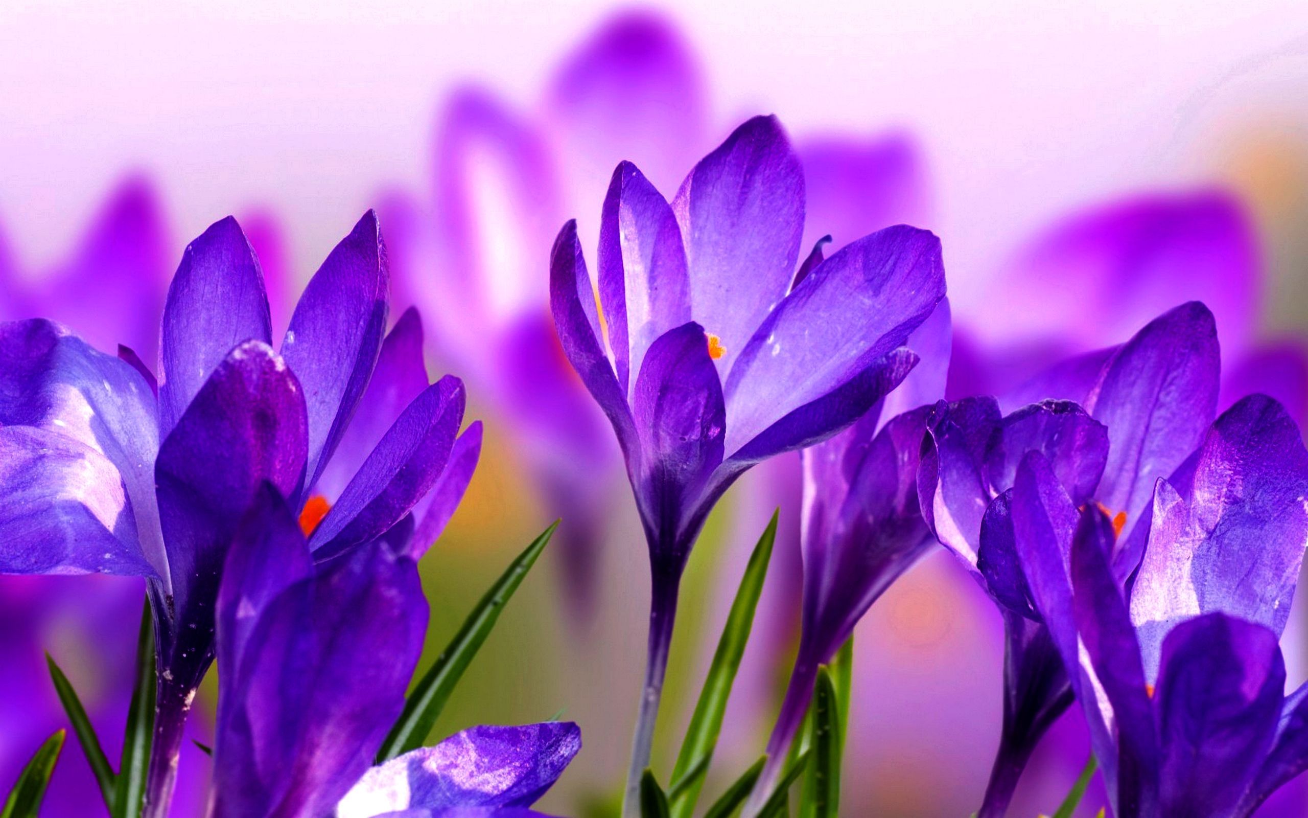 Crocus Wallpapers