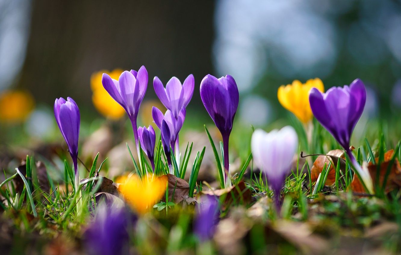 Crocus Wallpapers