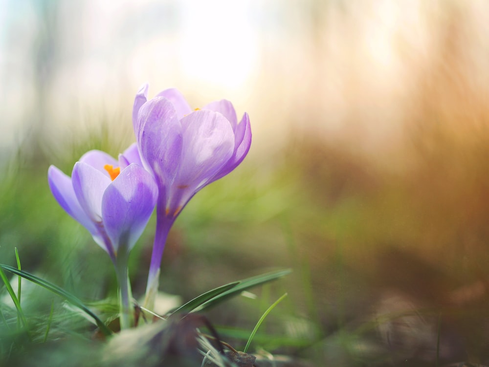 Crocus Wallpapers