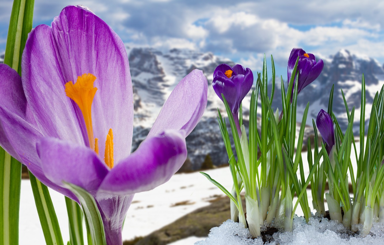 Crocus Wallpapers