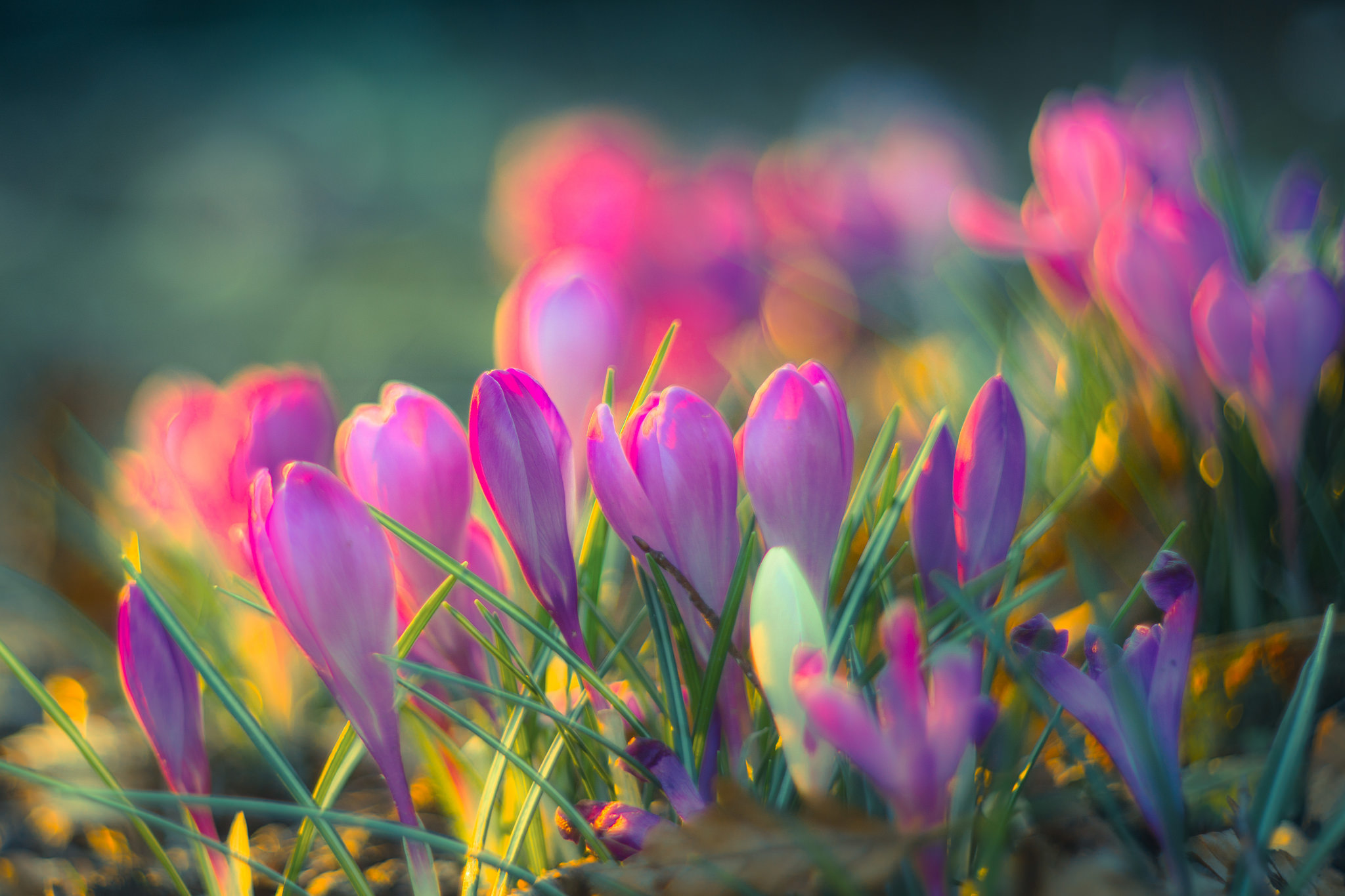 Crocus Wallpapers