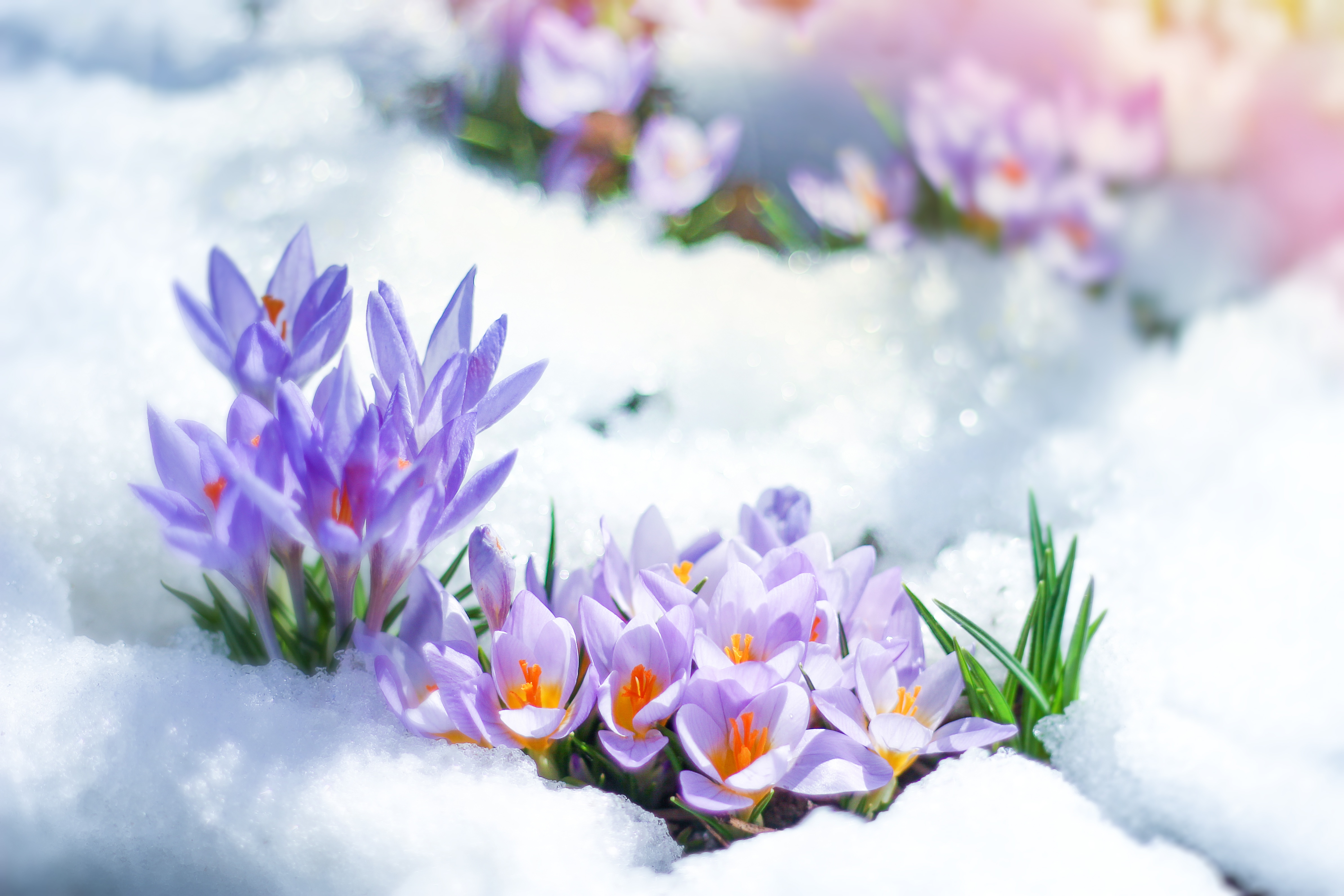 Crocus Wallpapers