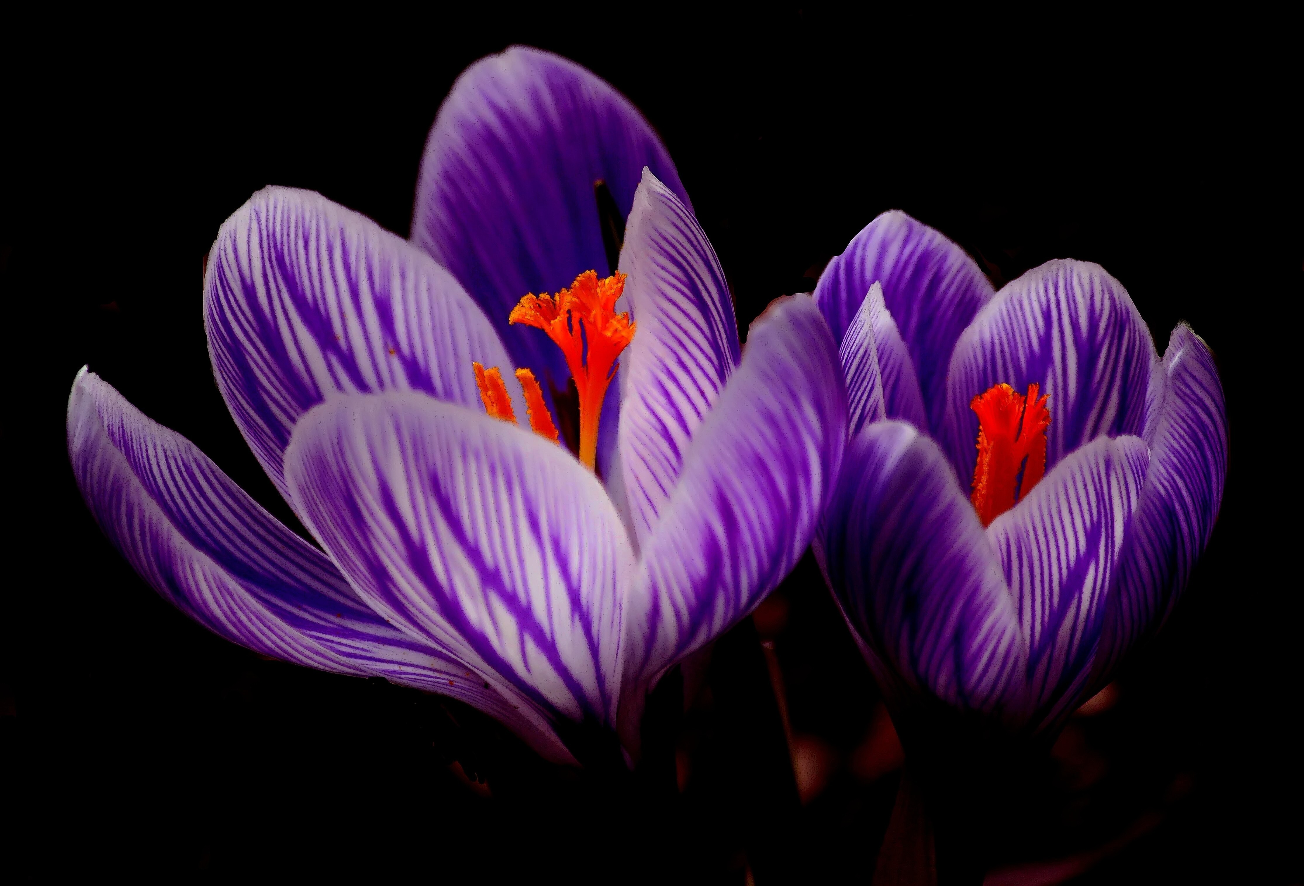 Crocus Wallpapers