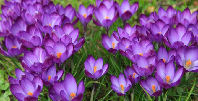 Crocus Wallpapers