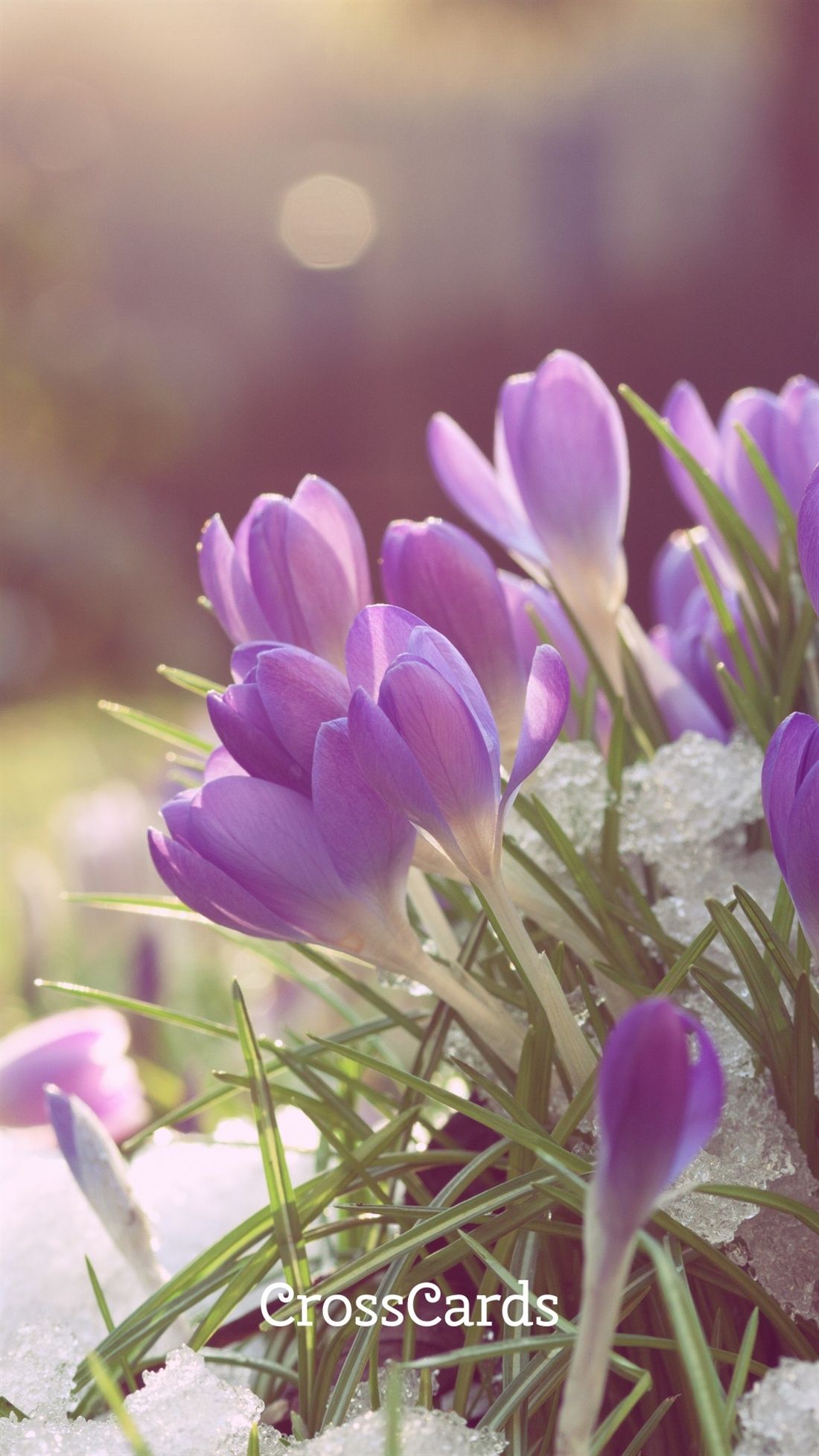 Crocus Wallpapers