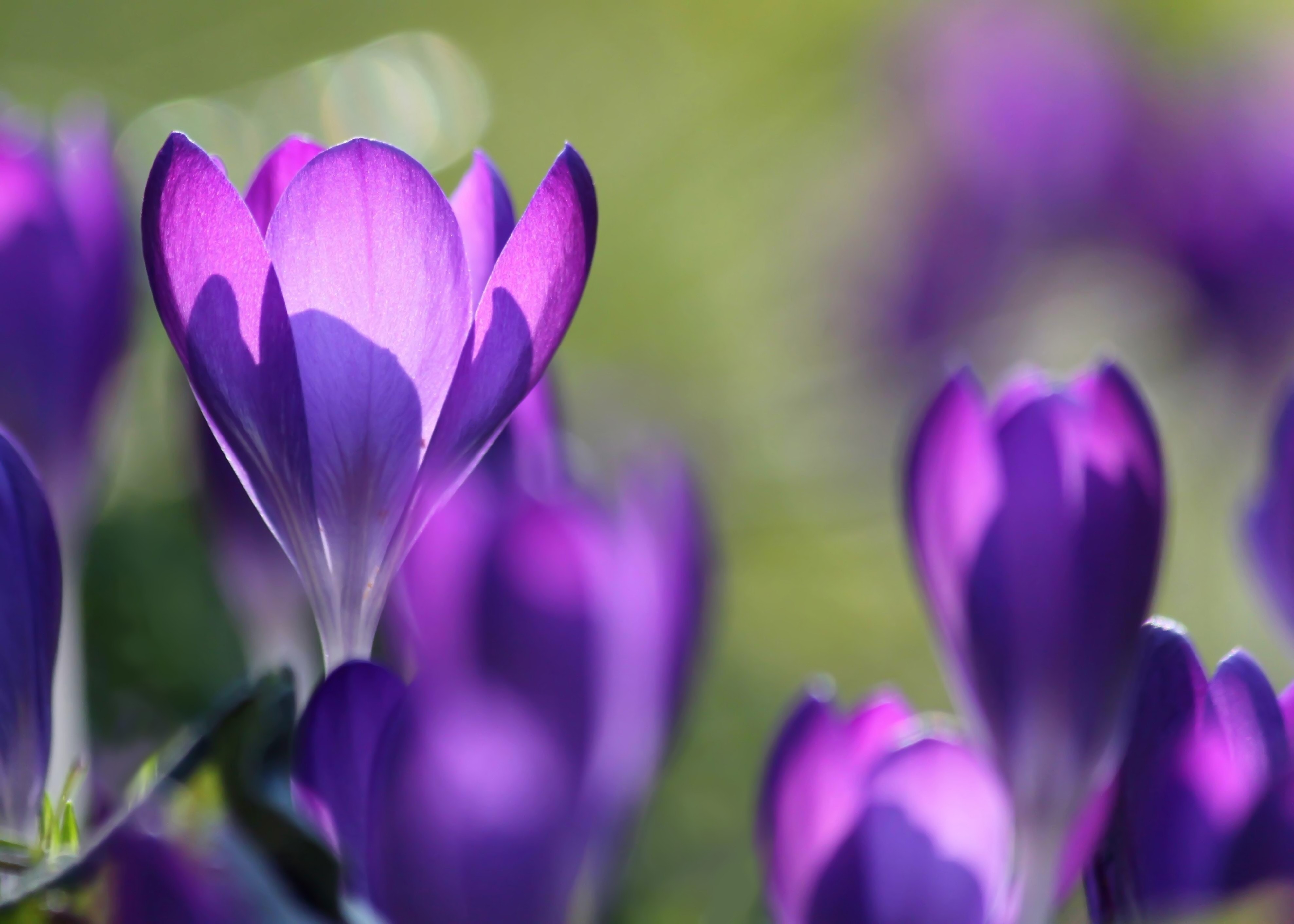 Crocus Wallpapers