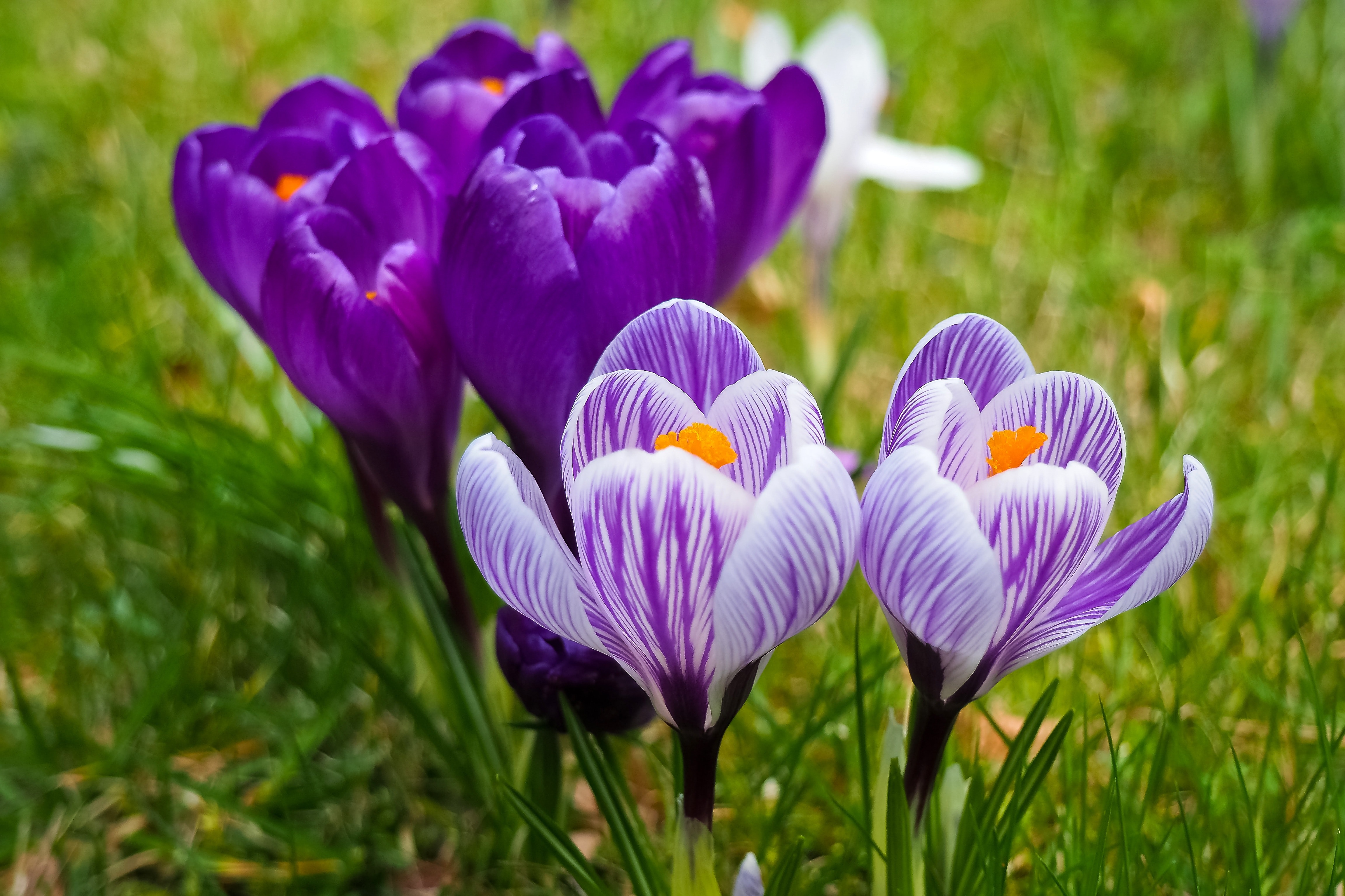 Crocus Wallpapers