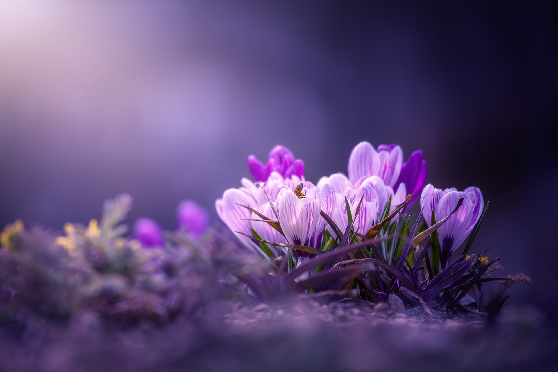 Crocus Wallpapers