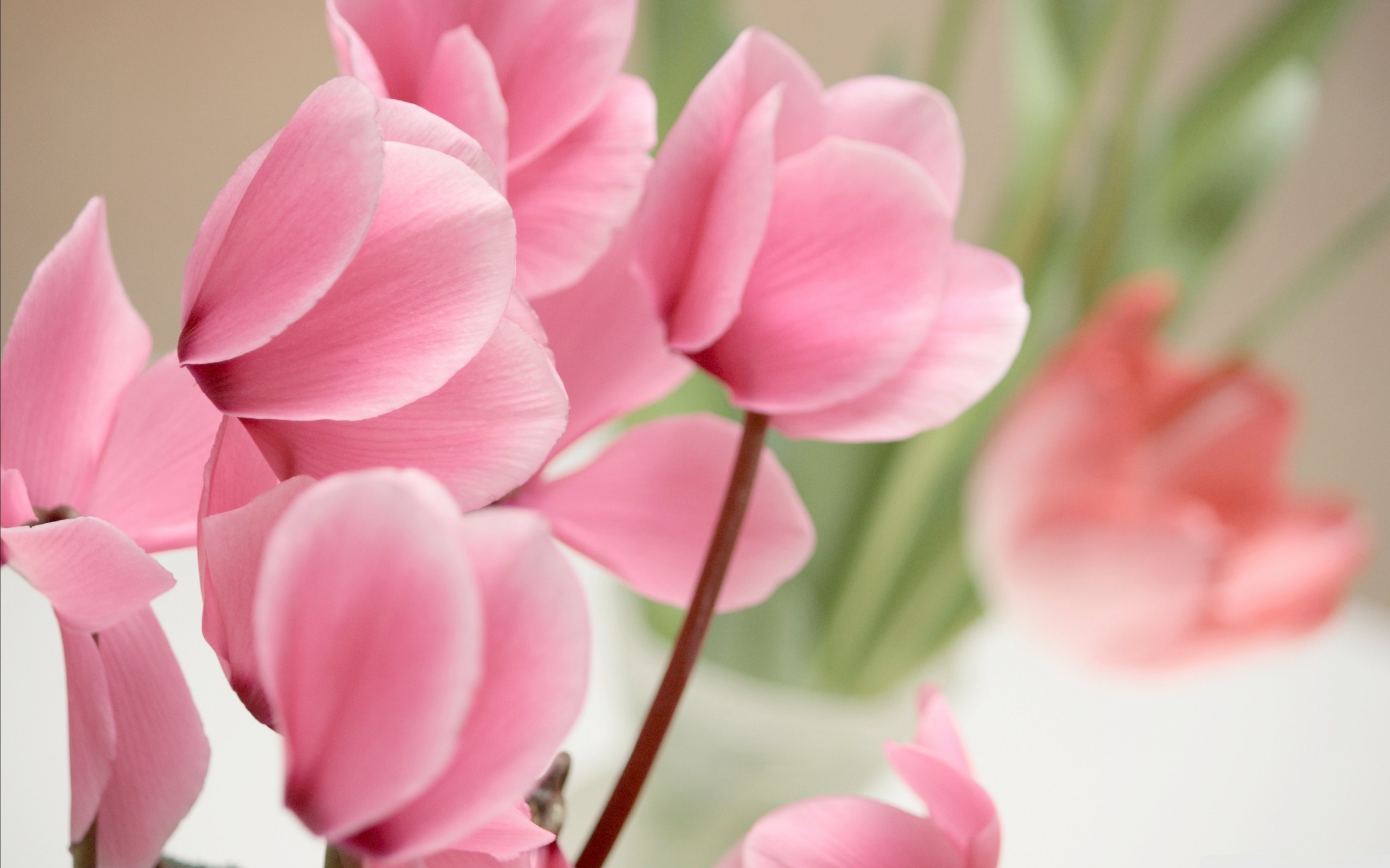 Cyclamen Wallpapers