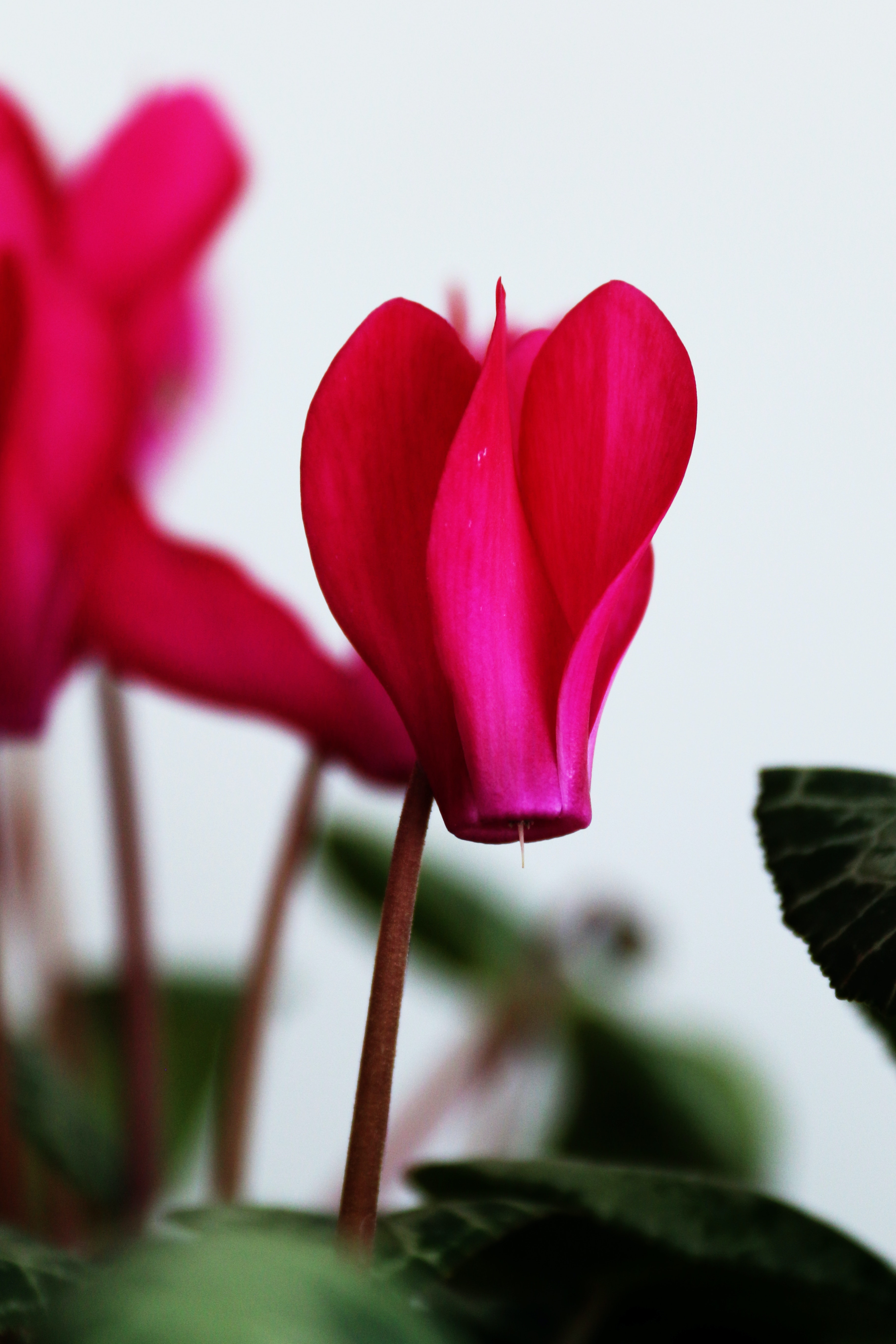 Cyclamen Wallpapers