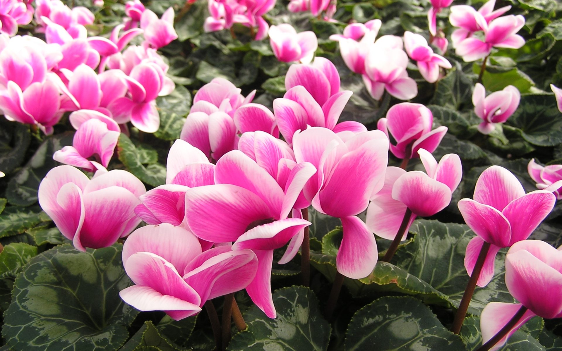 Cyclamen Wallpapers