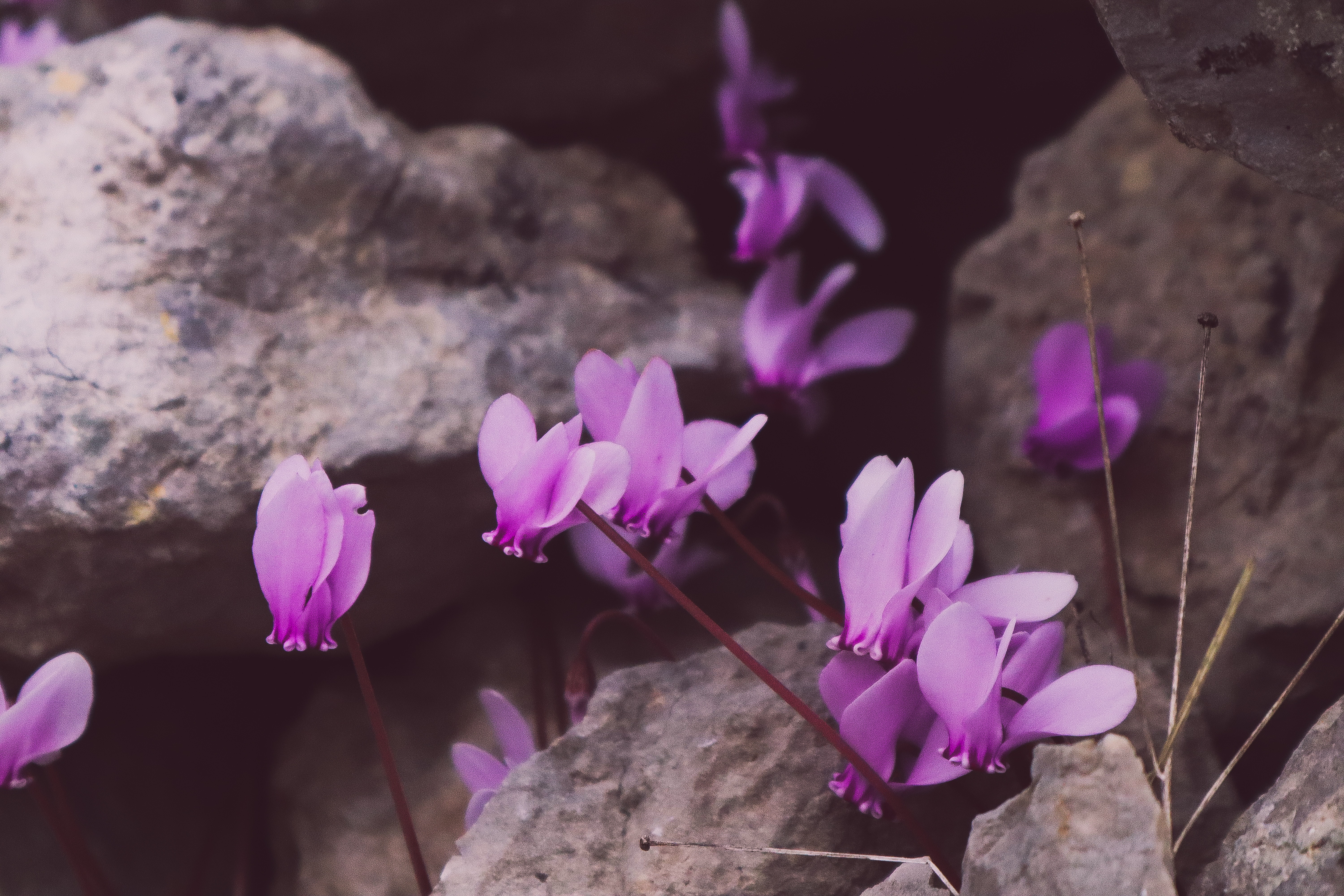 Cyclamen Wallpapers