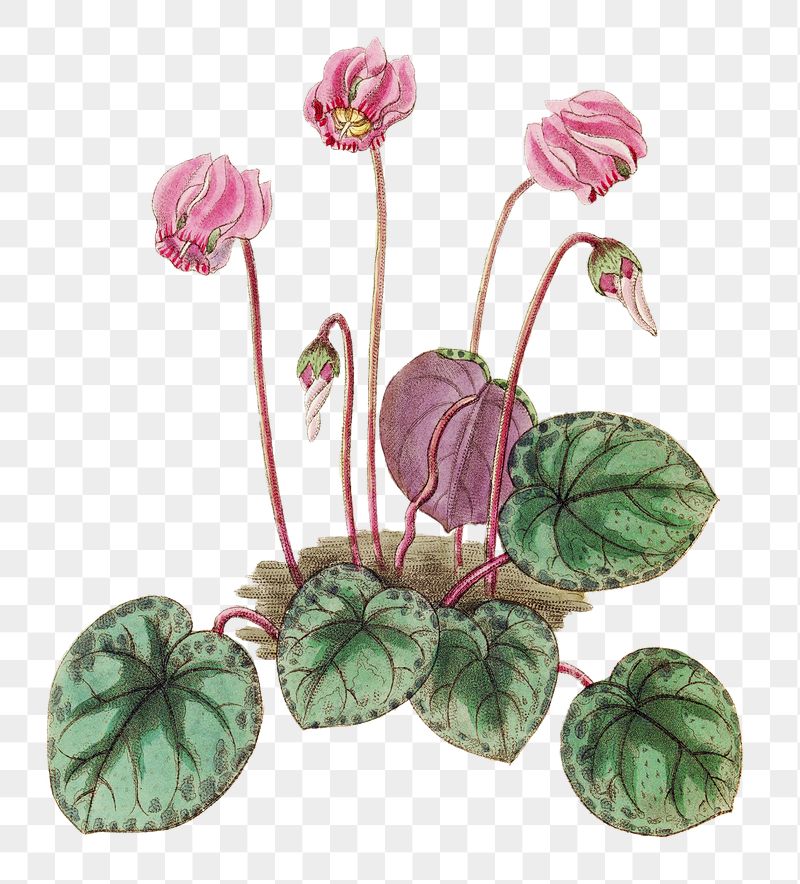 Cyclamen Wallpapers