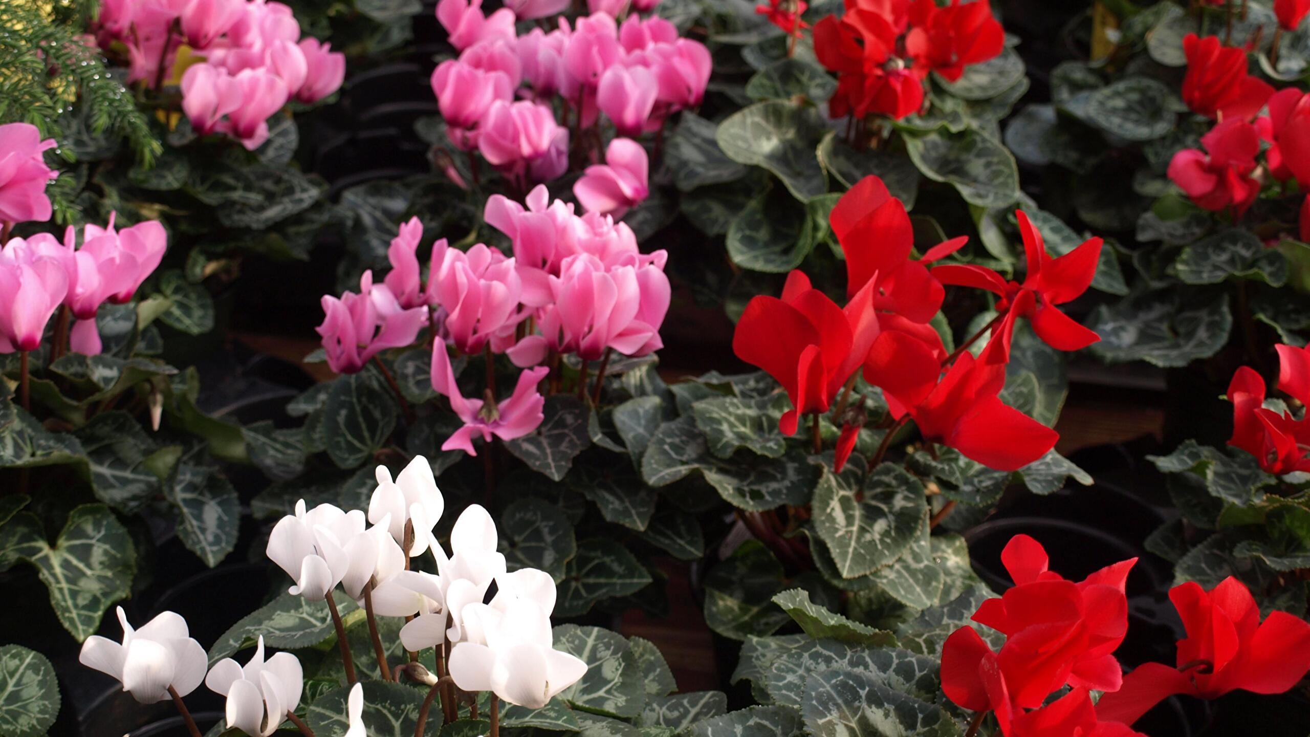 Cyclamen Wallpapers