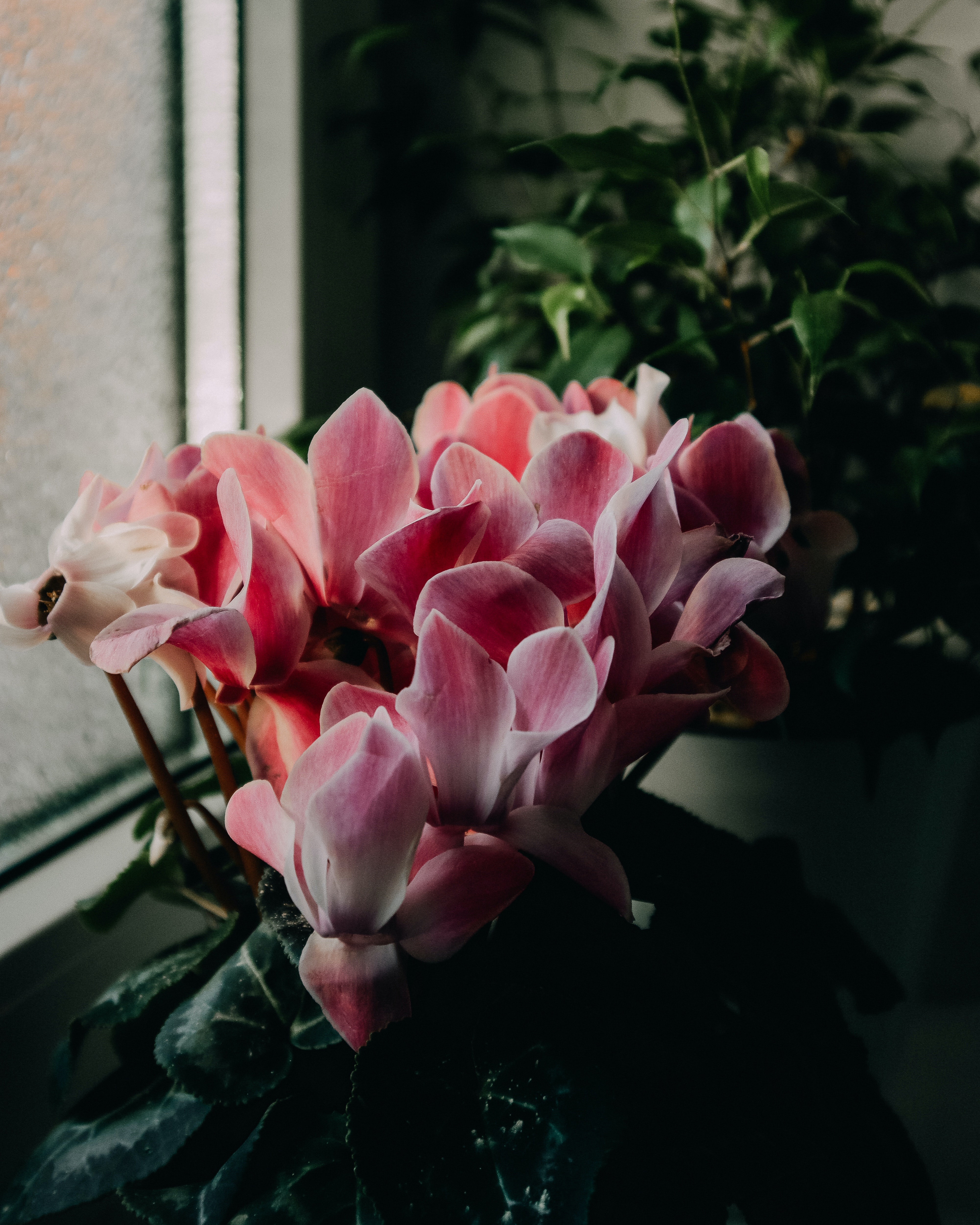 Cyclamen Wallpapers