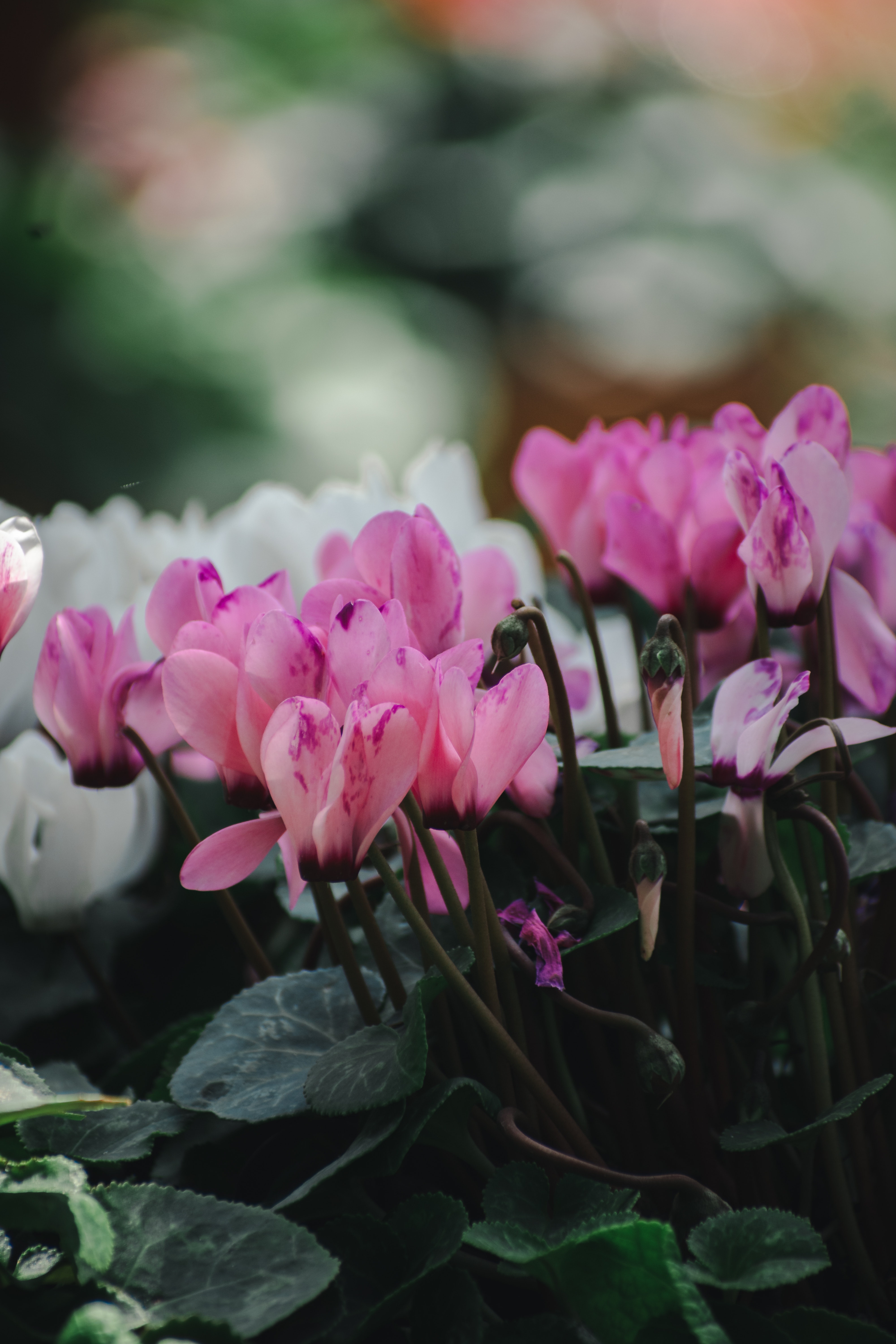 Cyclamen Wallpapers