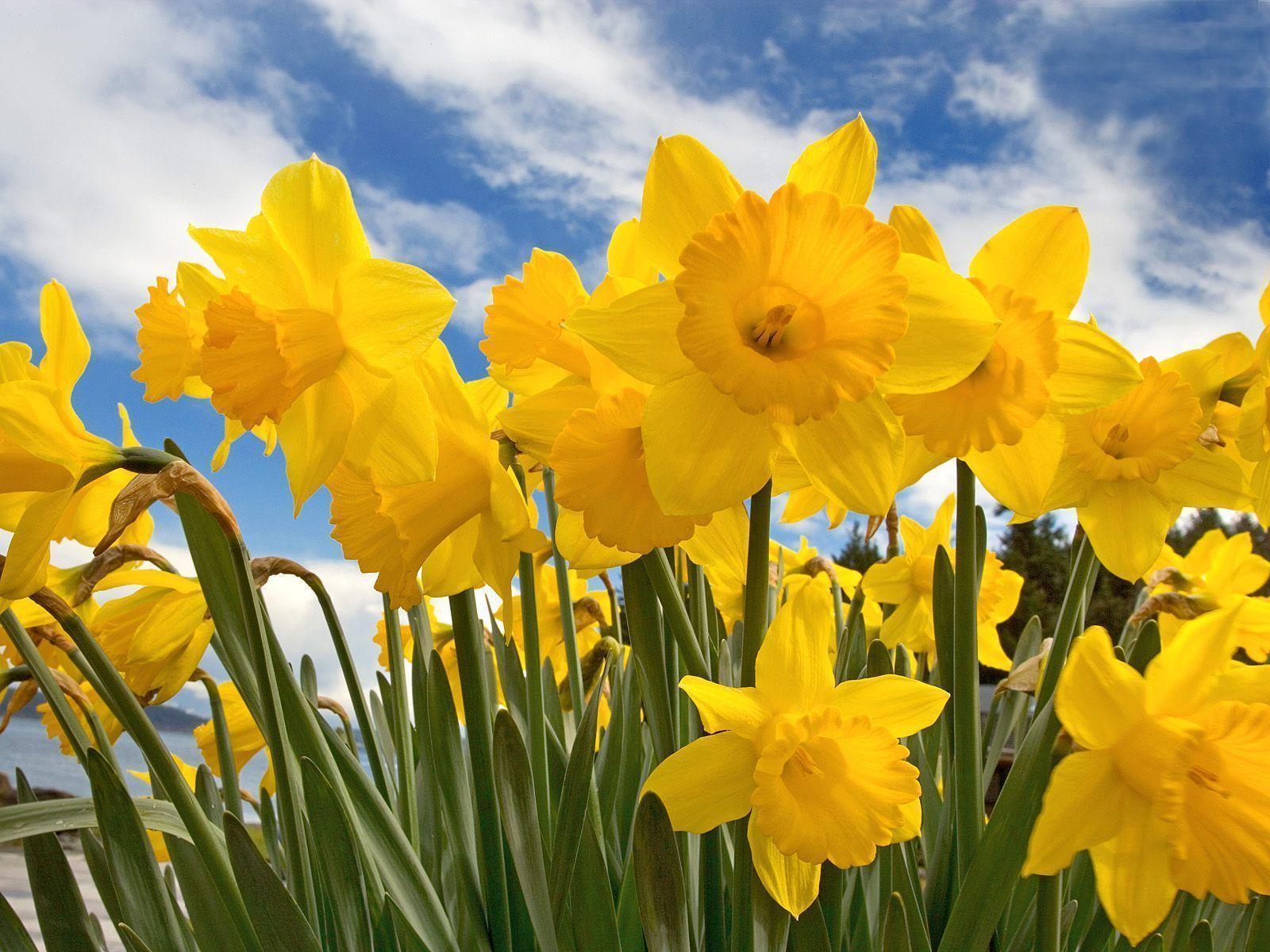 Daffodil Wallpapers