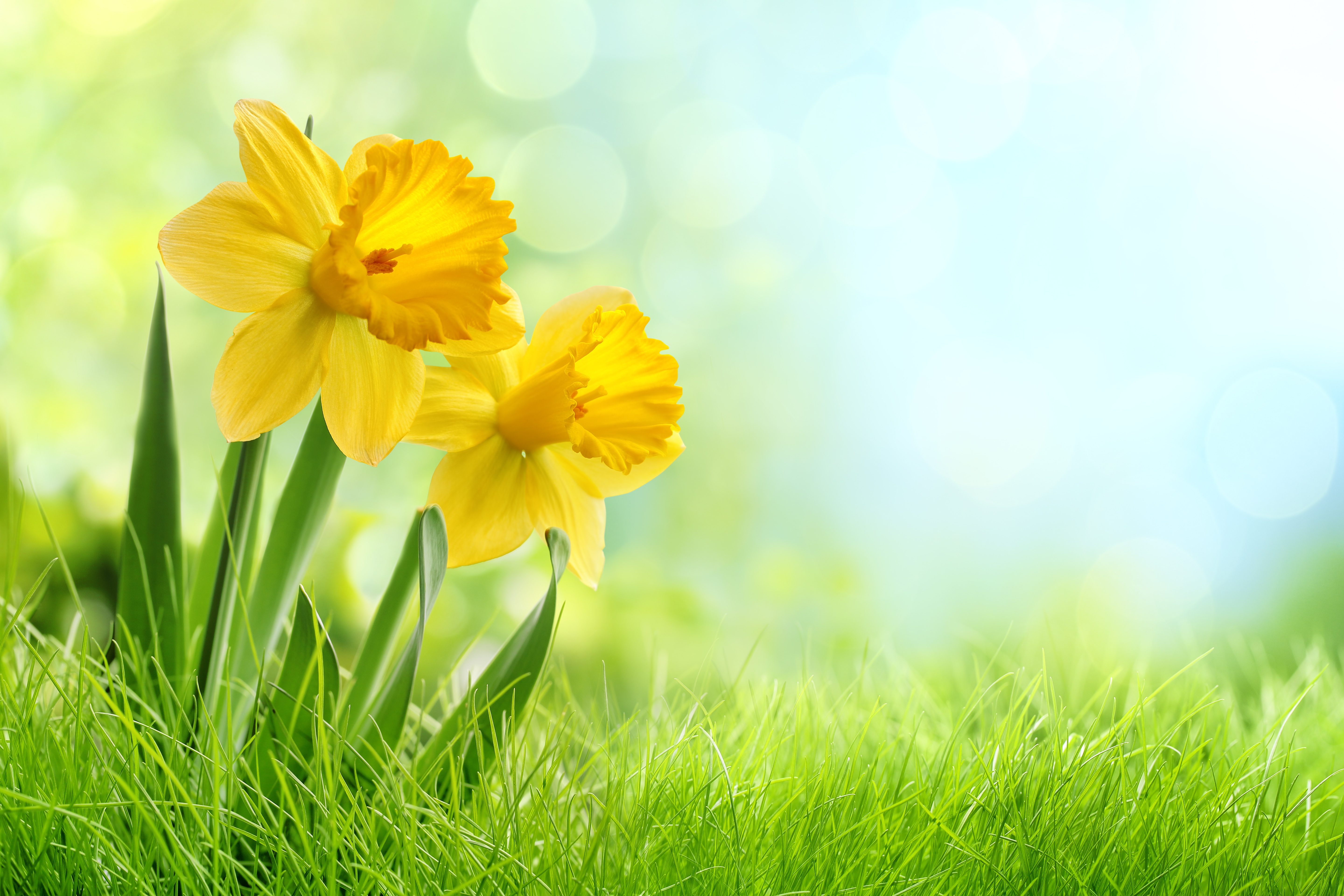 Daffodil Wallpapers