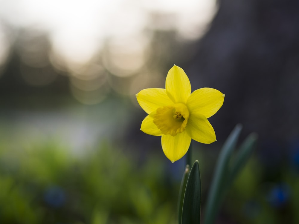 Daffodil Wallpapers