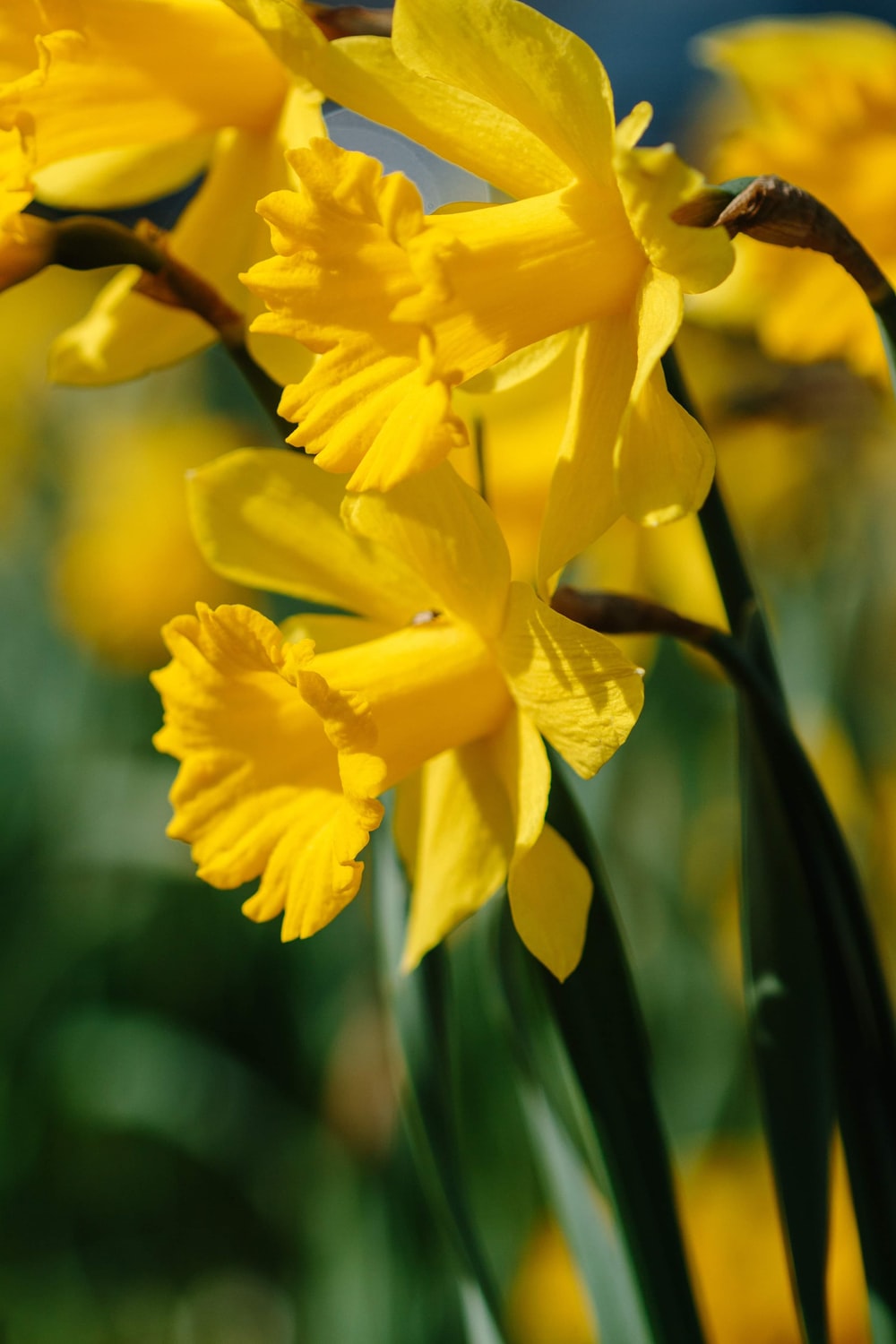 Daffodil Wallpapers