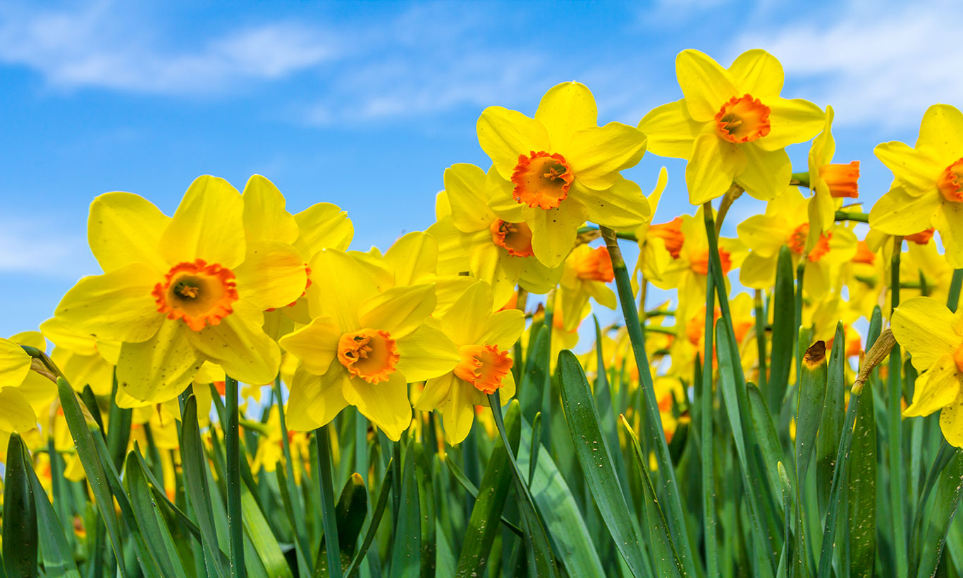 Daffodil Wallpapers