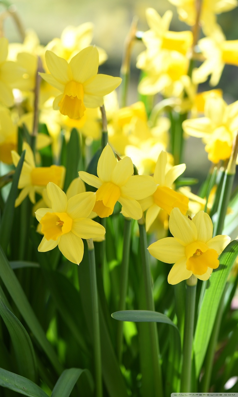 Daffodil Wallpapers