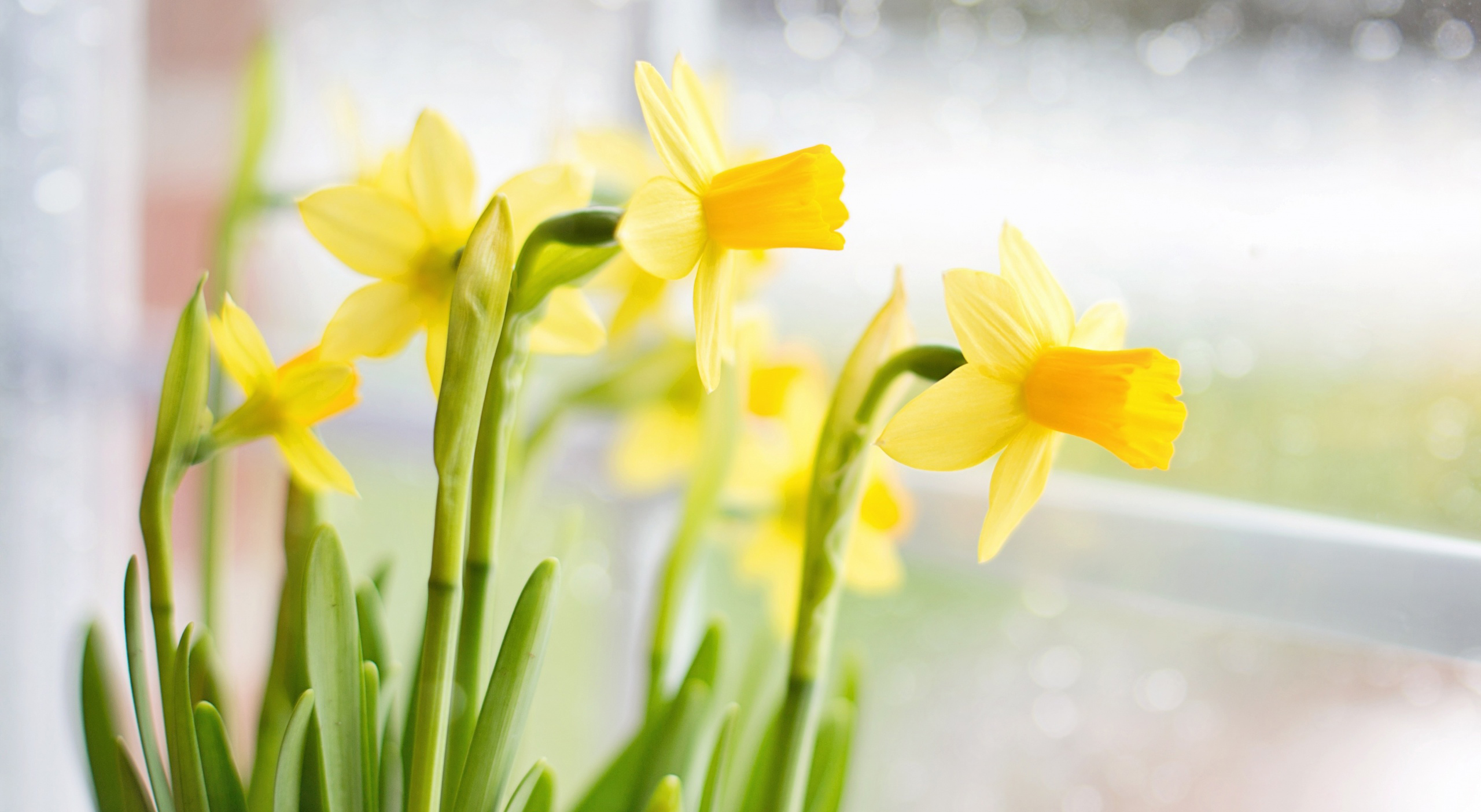 Daffodil Wallpapers