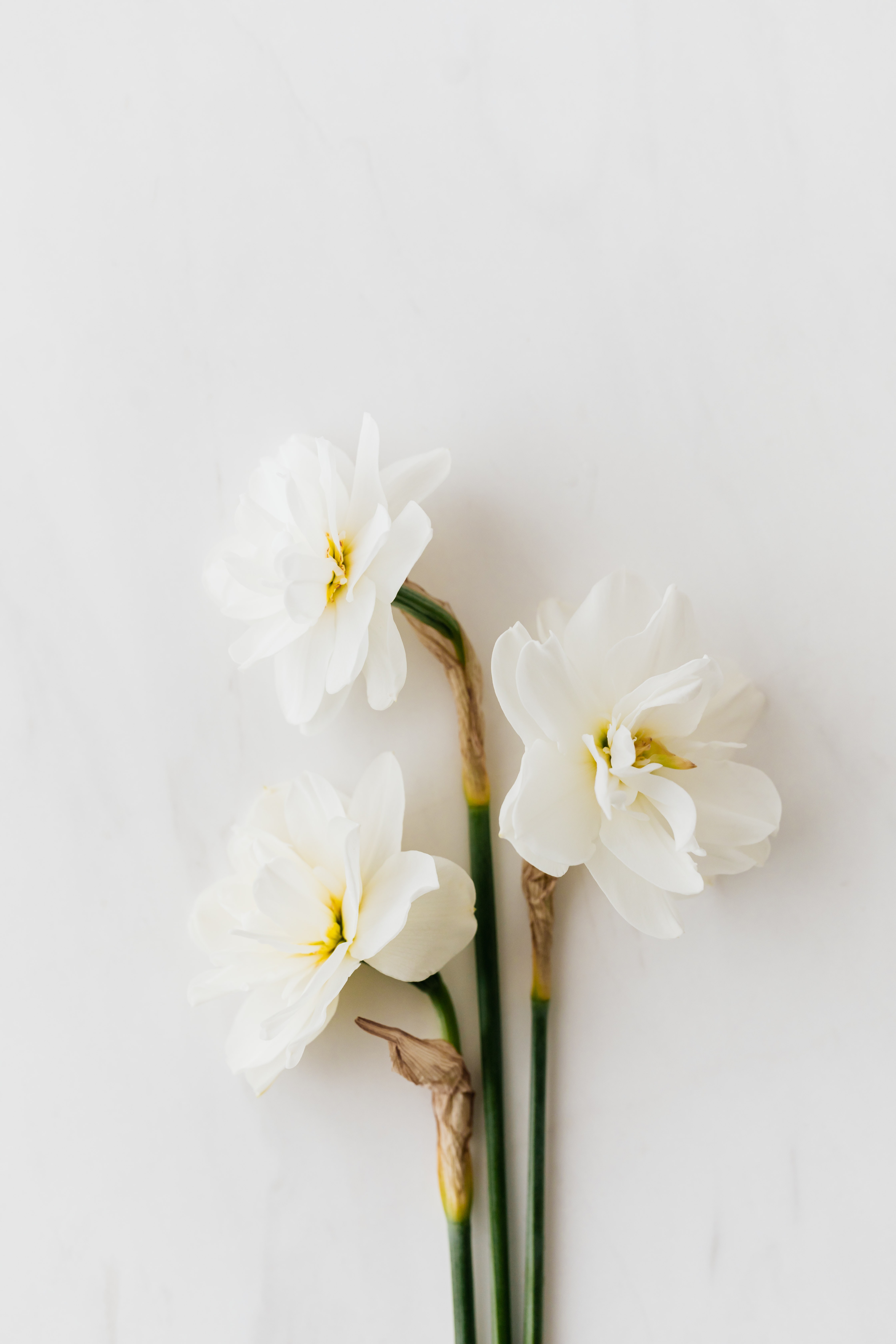 Daffodil Wallpapers