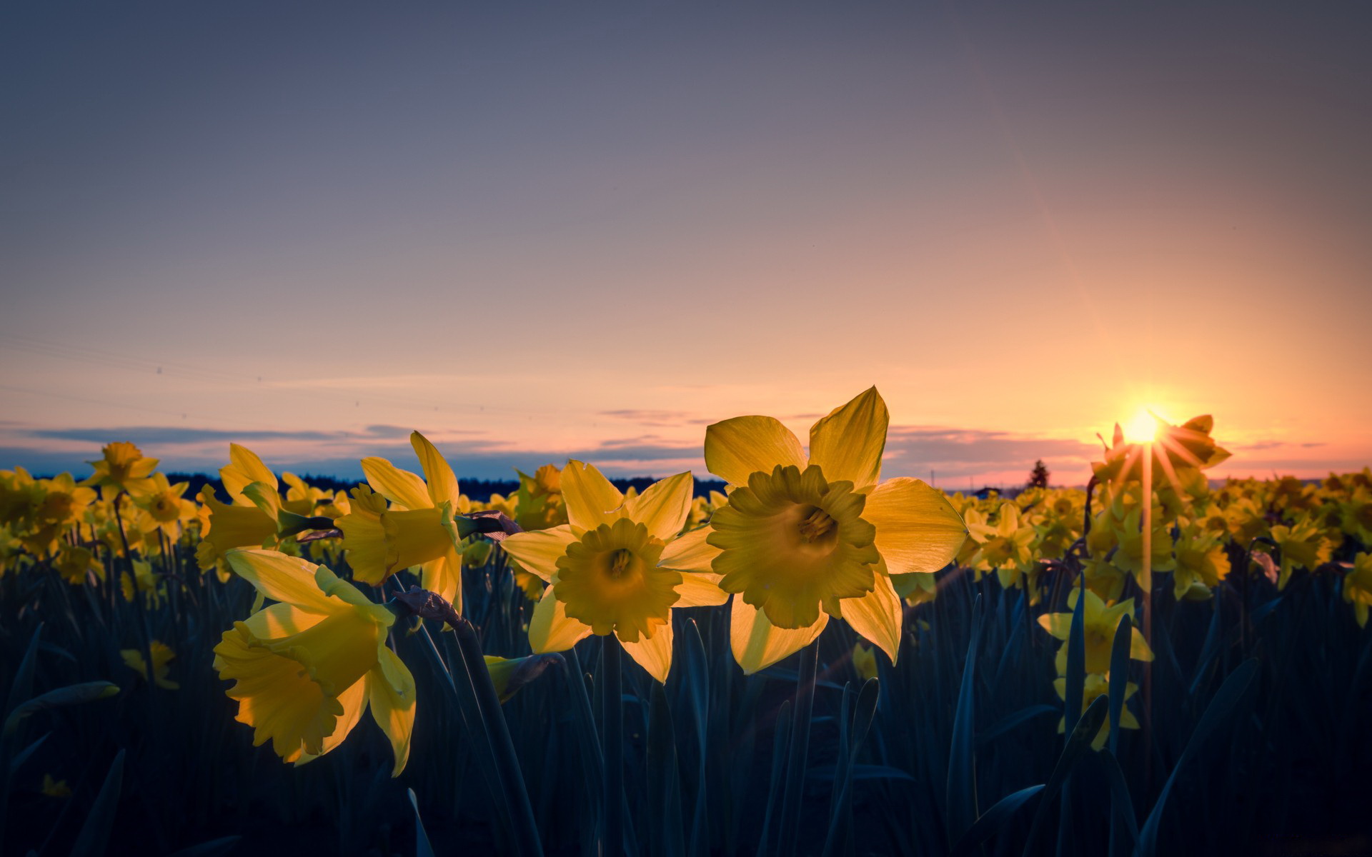 Daffodil Wallpapers