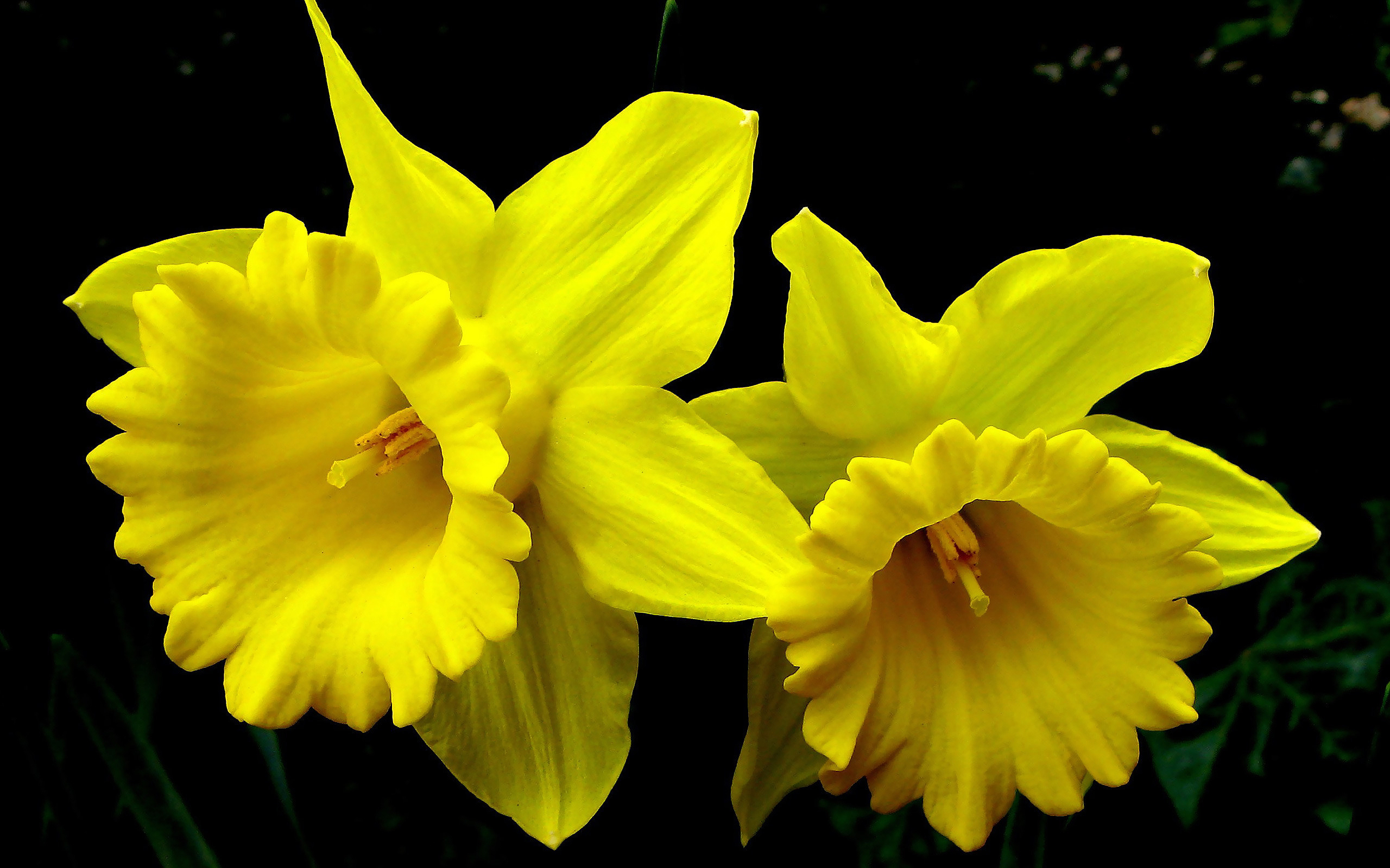 Daffodil Wallpapers