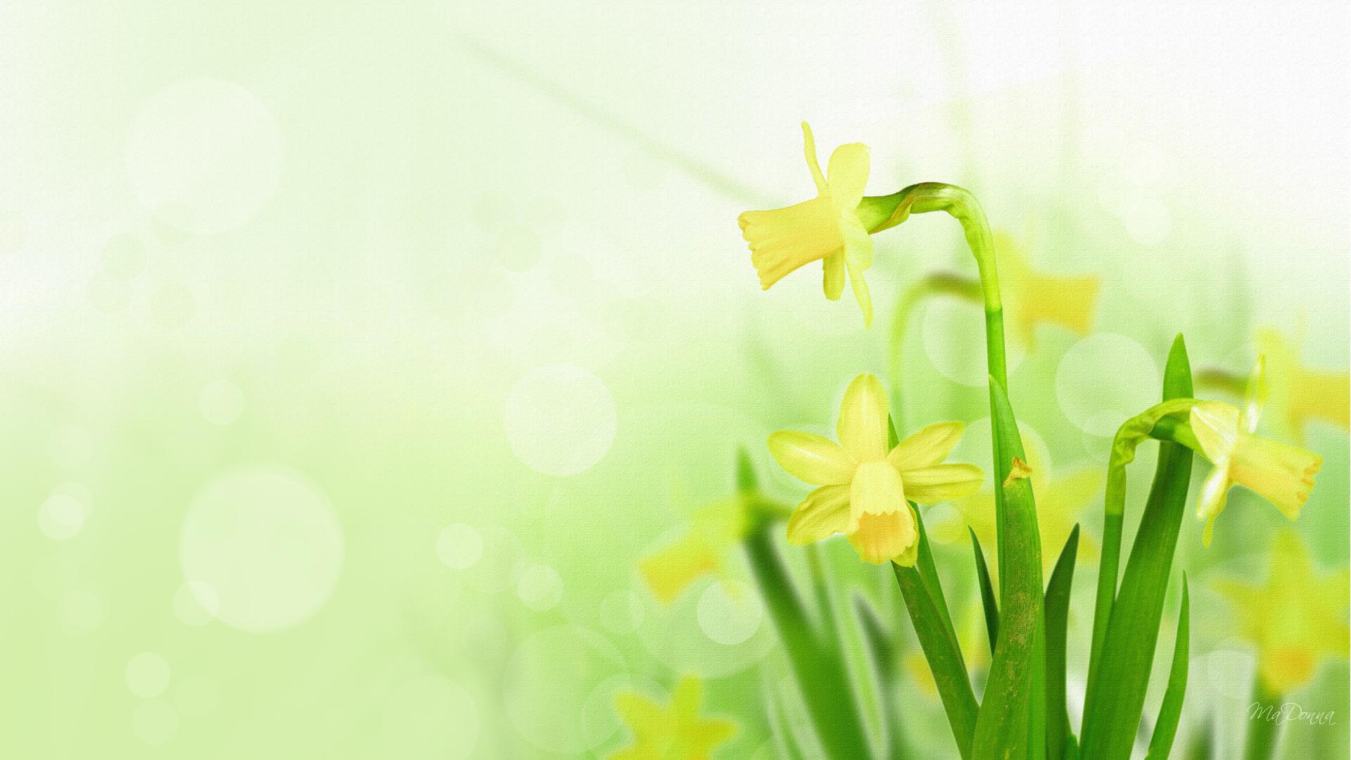 Daffodil Wallpapers