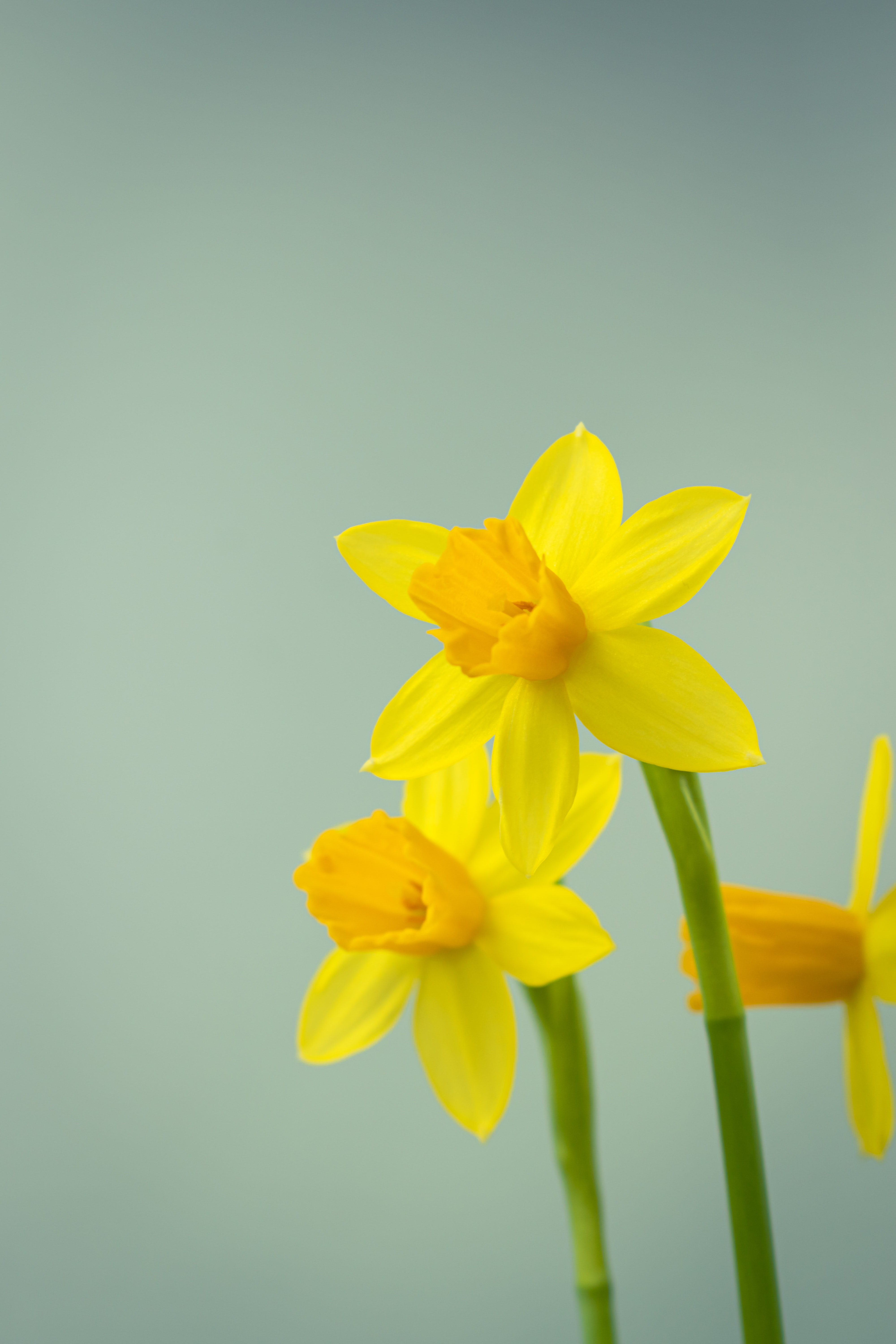 Daffodil Wallpapers