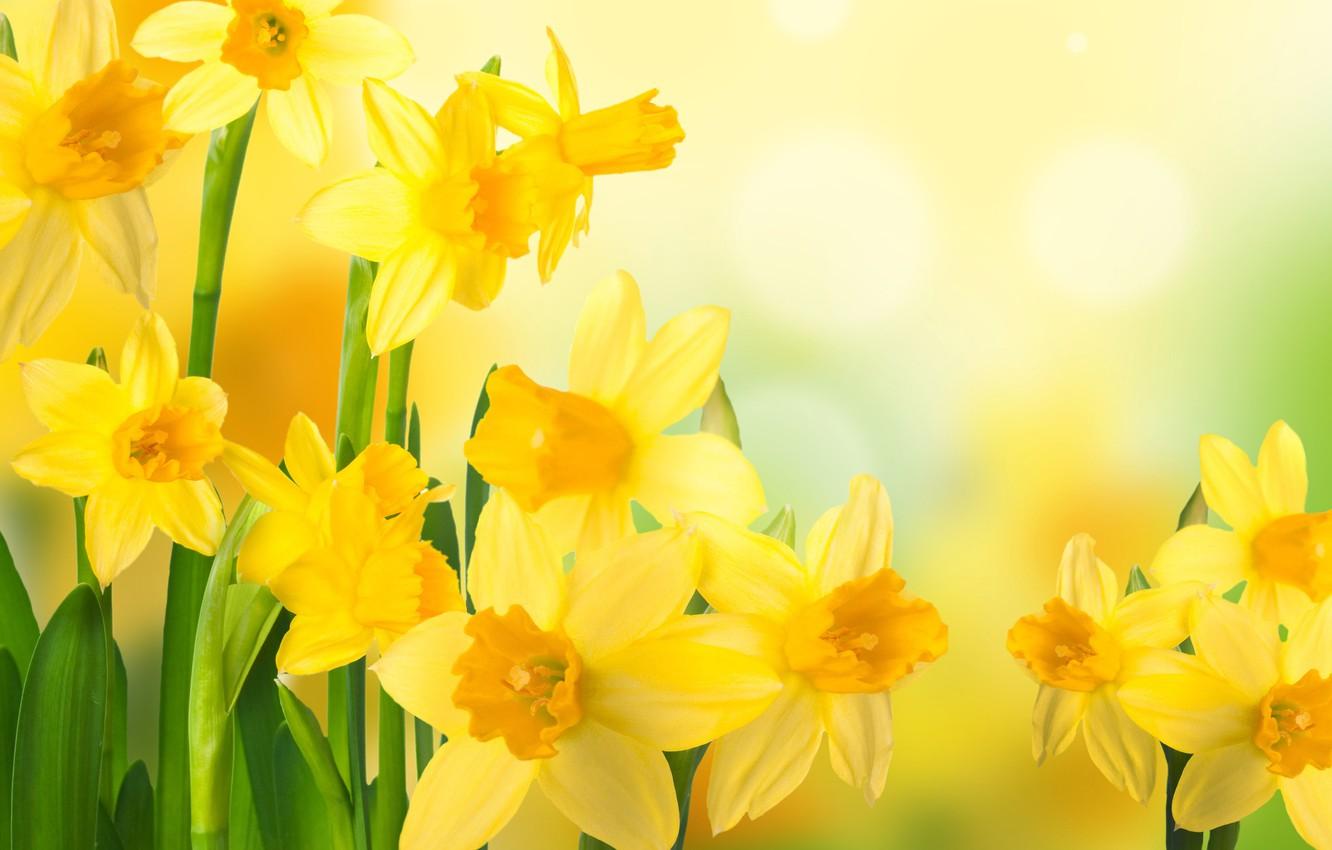 Daffodil Wallpapers