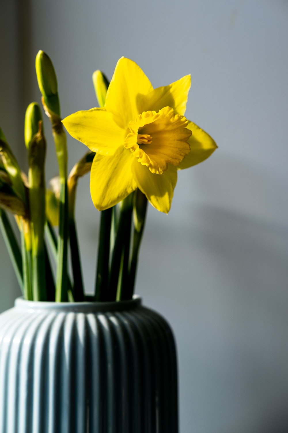 Daffodil Wallpapers