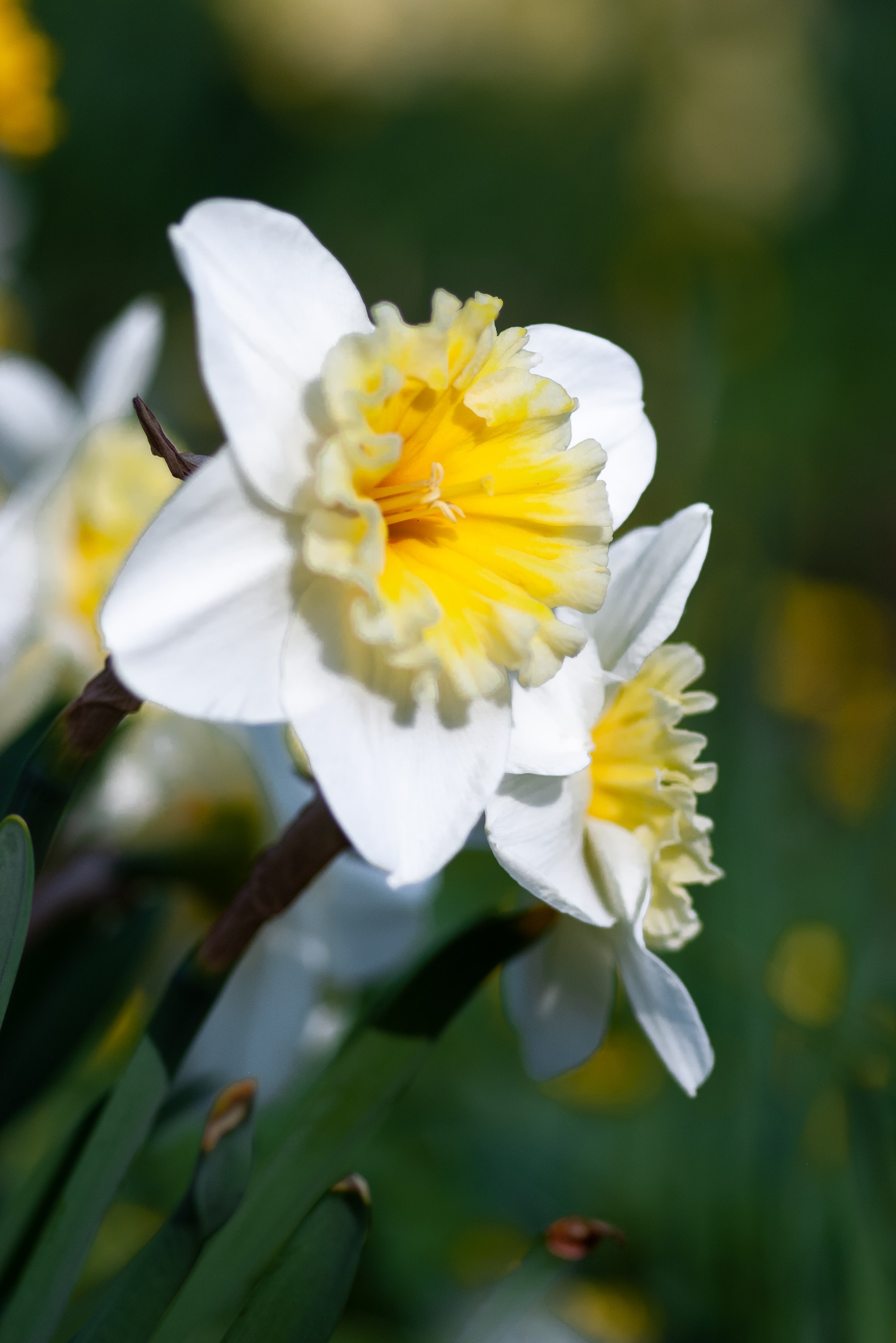 Daffodil Wallpapers