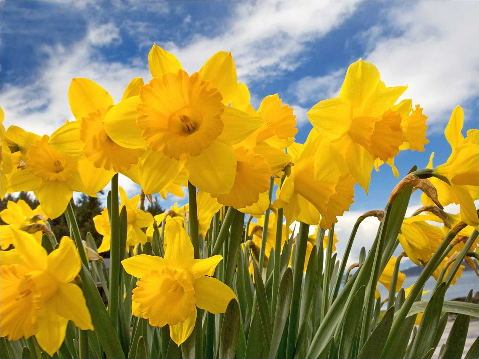 Daffodil Wallpapers