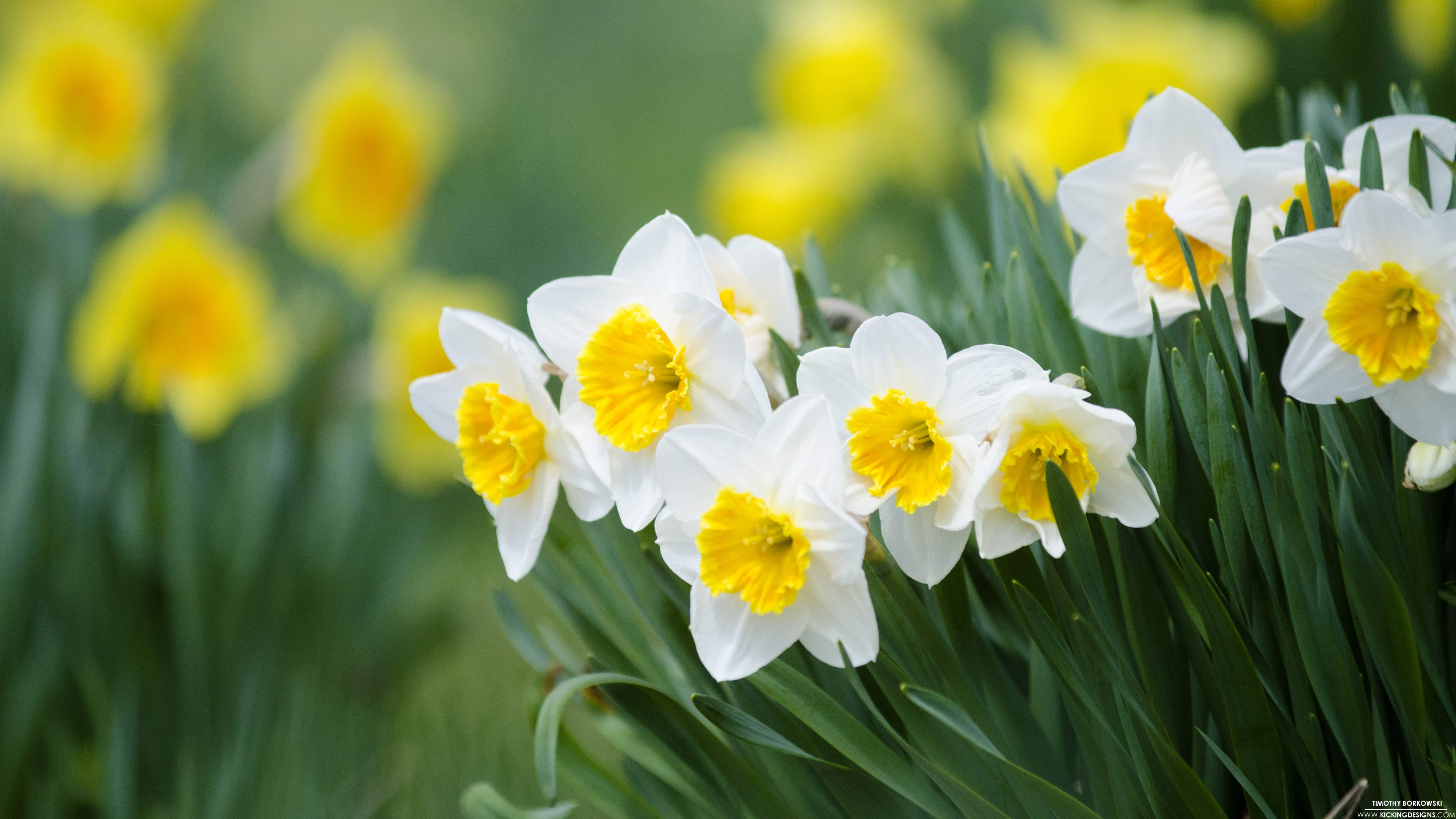 Daffodil Wallpapers