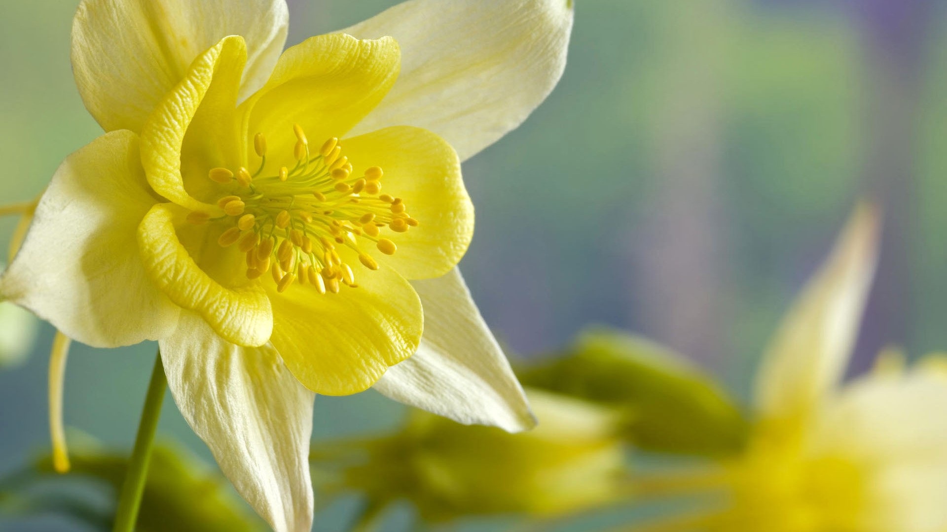 Daffodil Wallpapers