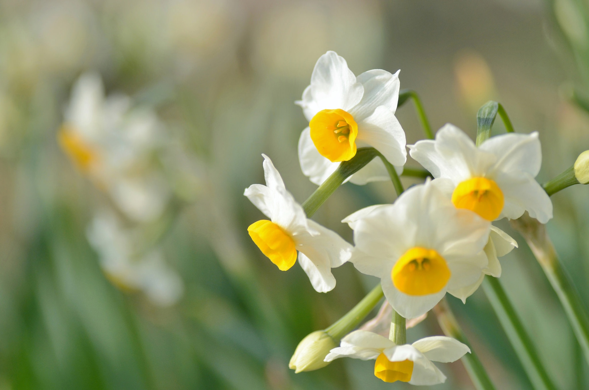 Daffodil Wallpapers