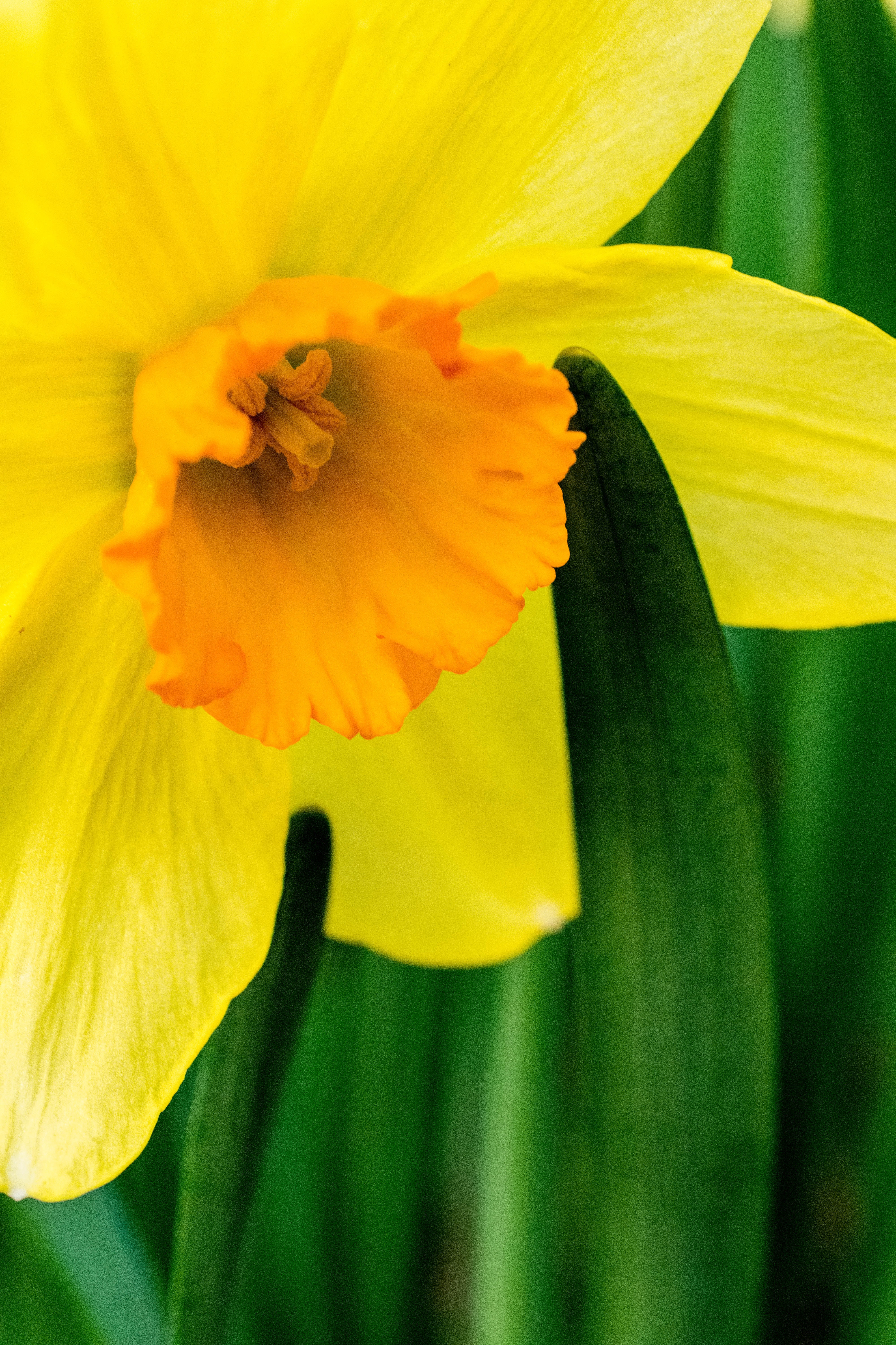 Daffodil Wallpapers